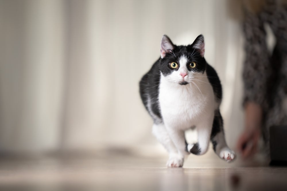 O gato correndo do nada pode ser um zoomie