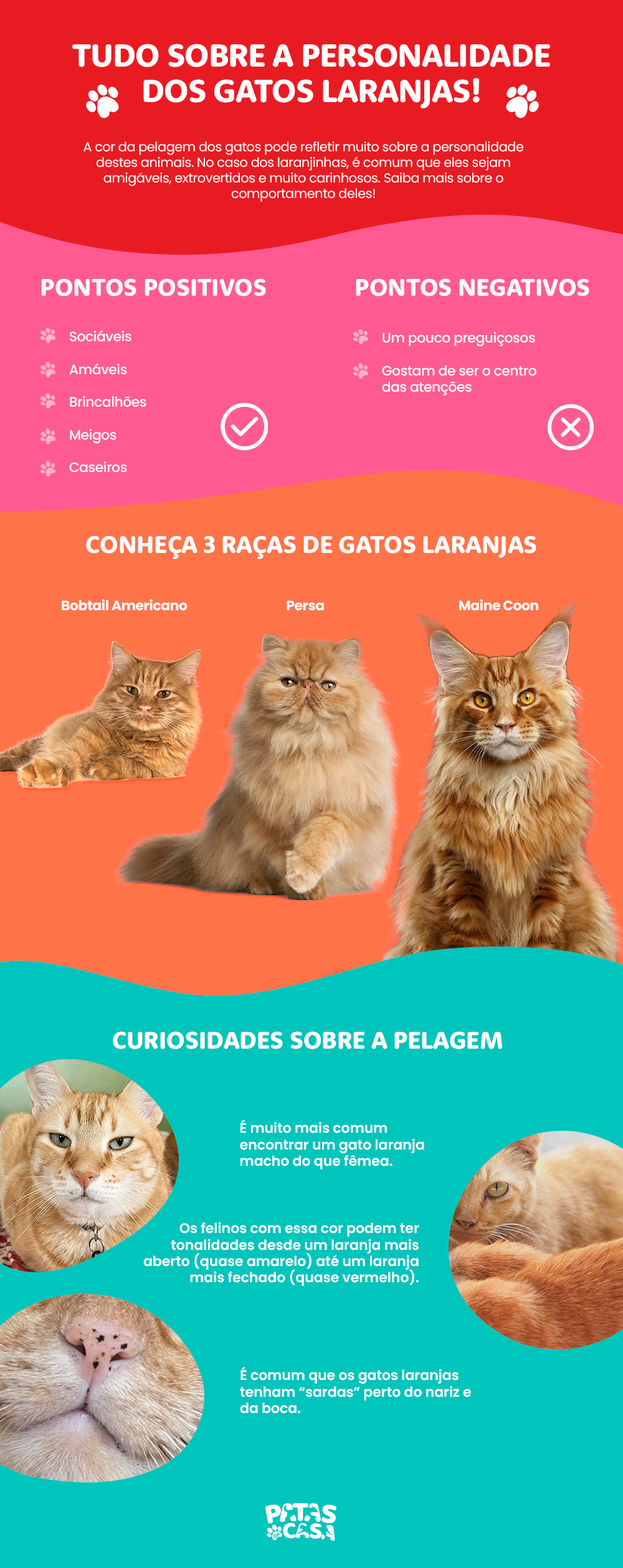 O gato amarelo ou gato laranja tem um jeito carismático e divertido. Saiba mais!