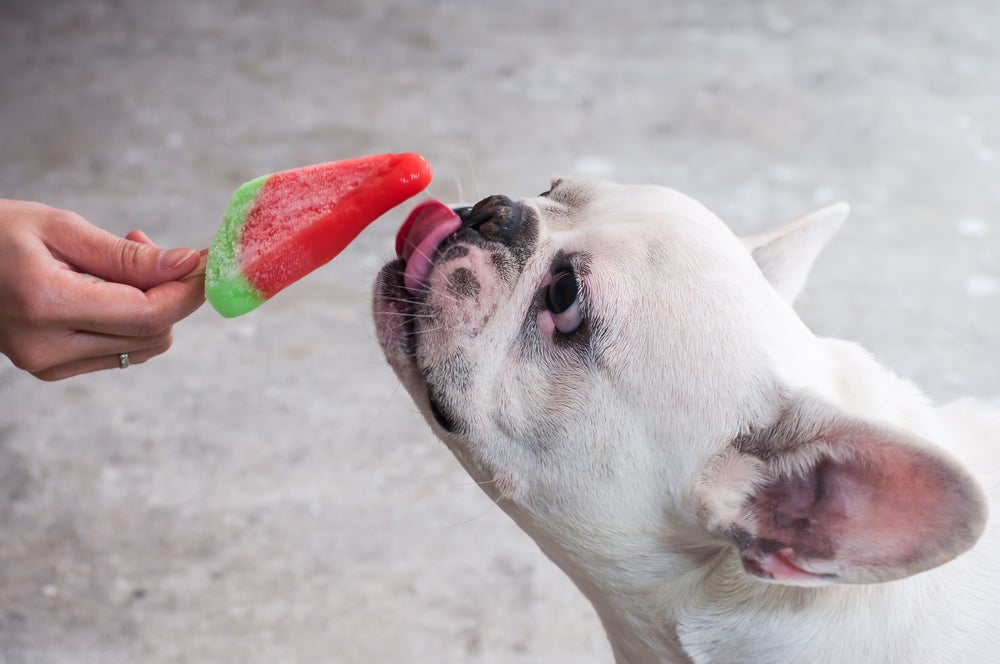 Além de dar água gelada para cachorro, os picolés e sorvetes naturais também ajudam bastante a refrescá-lo
