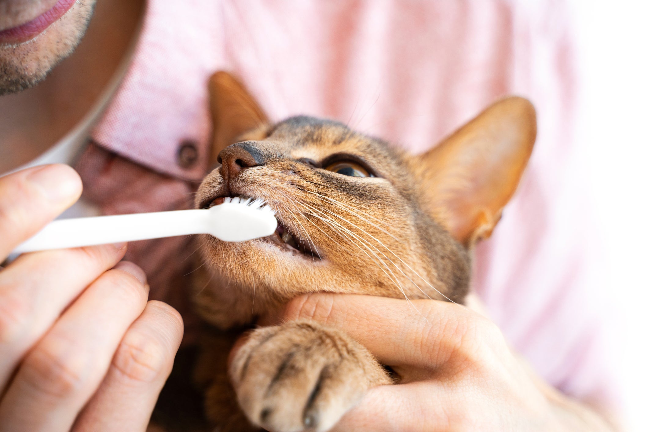 A escovação regular dos dentes do gato ajudam a prevenir a gengivite e outros problemas bucais