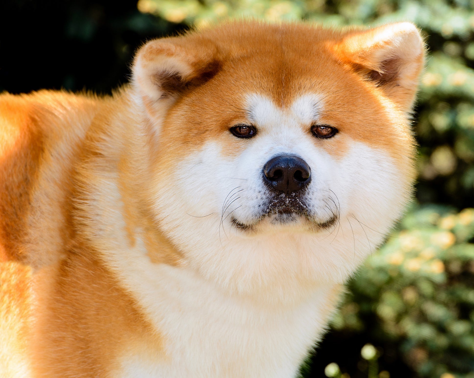O Akita é uma das raças de cachorro que faz sucesso nas telinhas