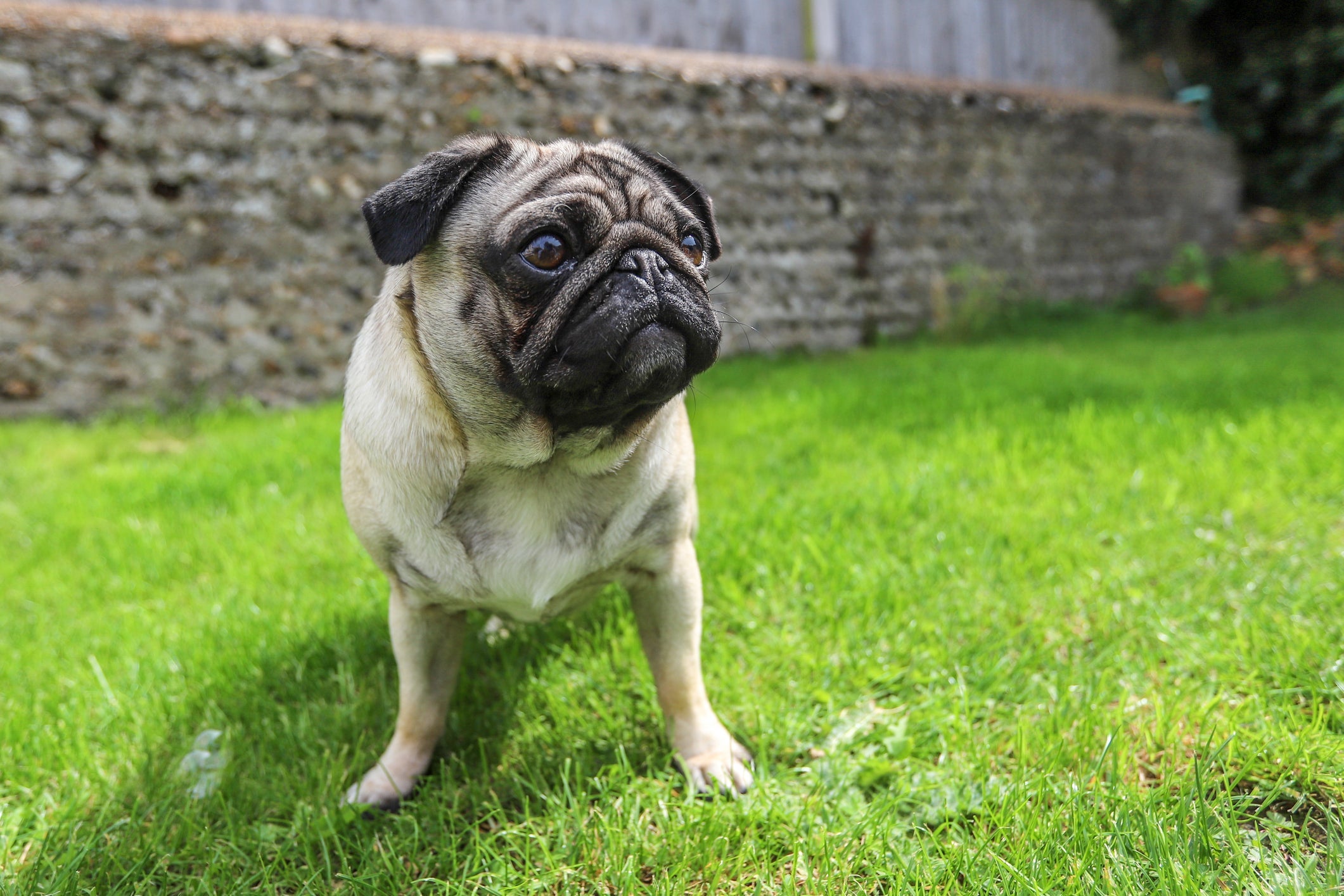 O Pug é uma raça de cachorro pequeno energética