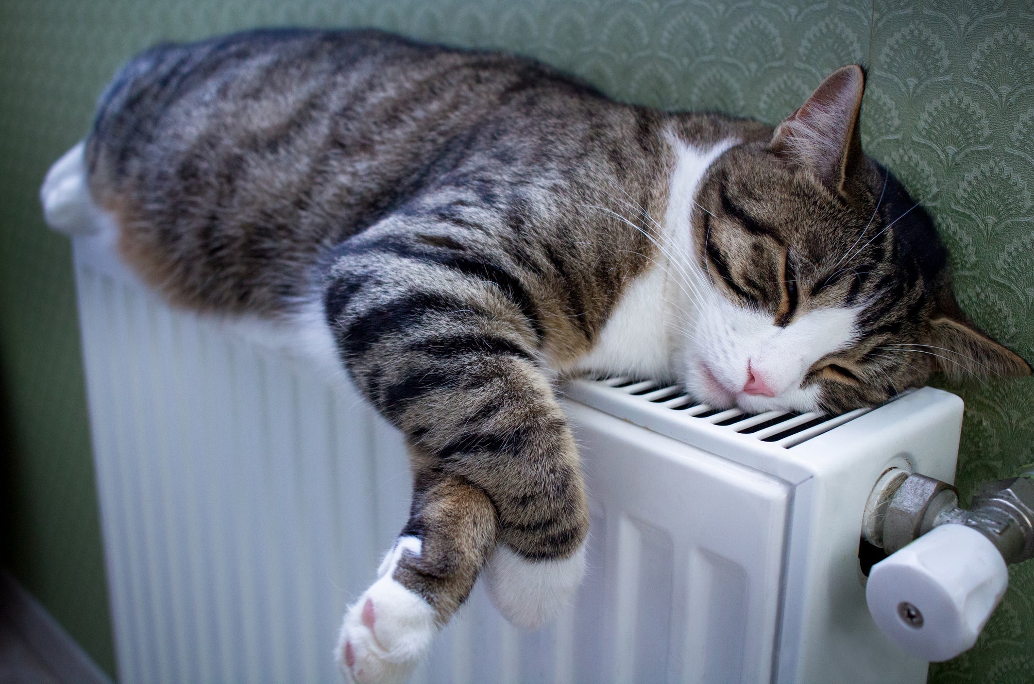 O gato com calor dorme mais para manter a temperatura corporal estável