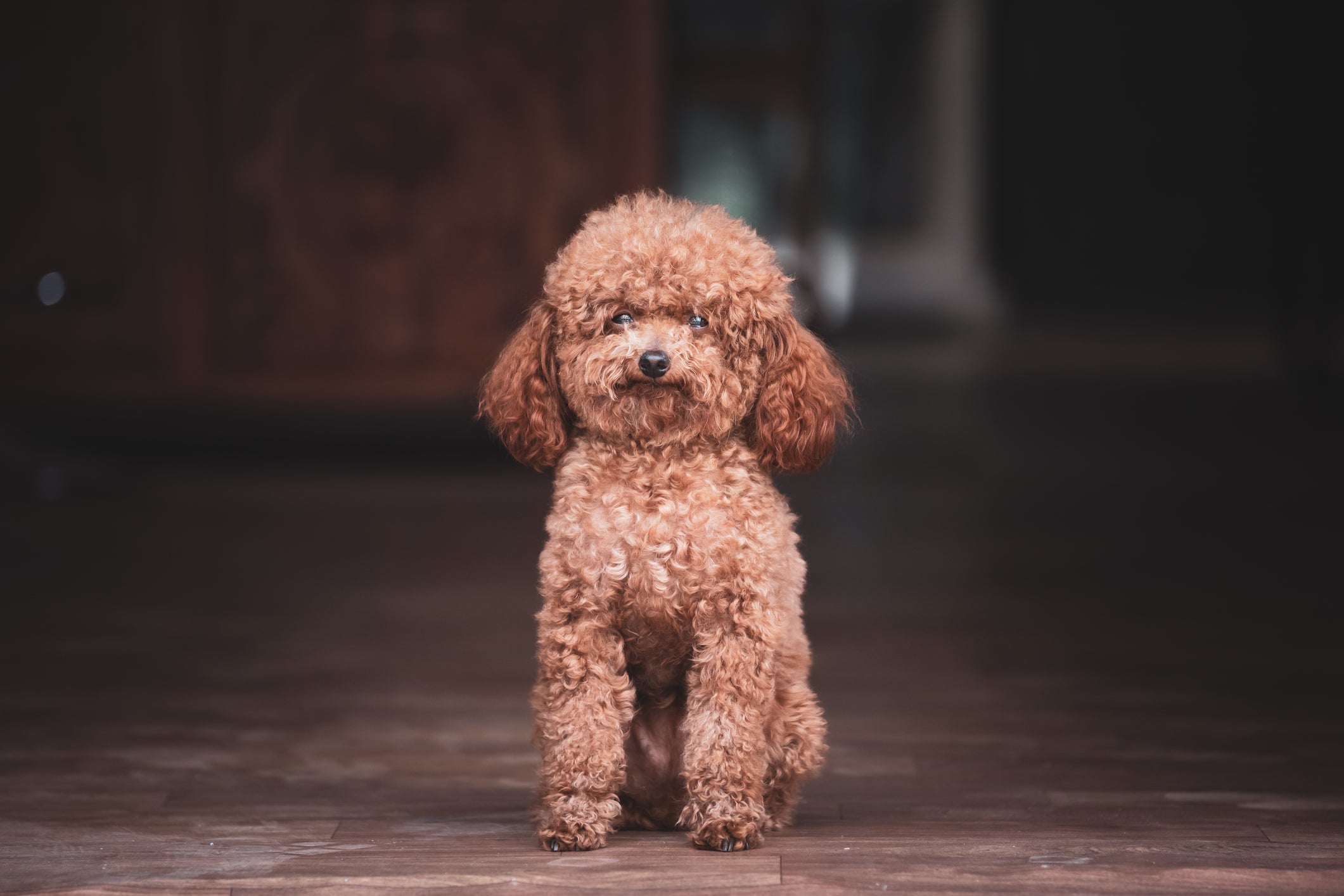Se procura por um cachorro que não solta pelo, o Poodle é uma boa escolha