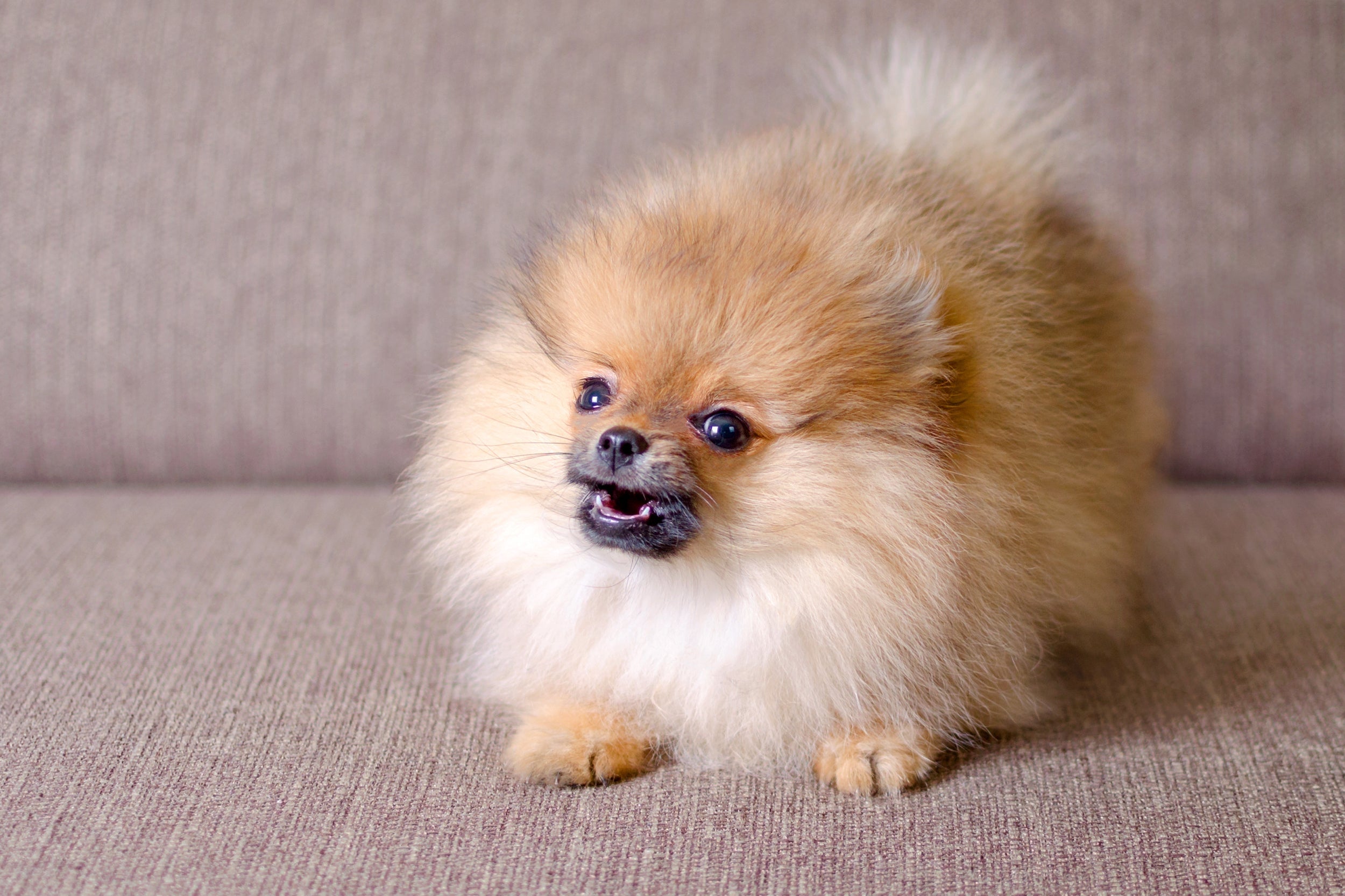 O Lulu da Pomerânia é um cachorro protetor