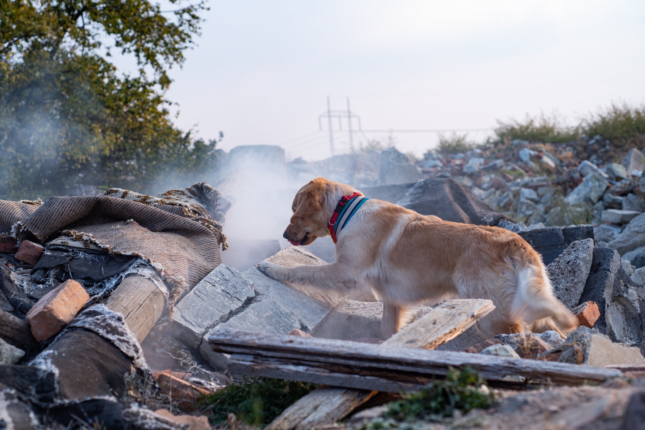 Os cachorros também podem ajudar no resgate de pessoas desaparecidas