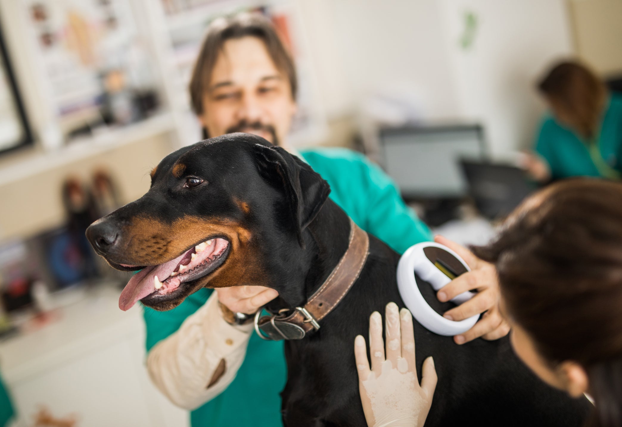Como rastrear o chip do meu cachorro? O veterinário usa um leitor específico para a função