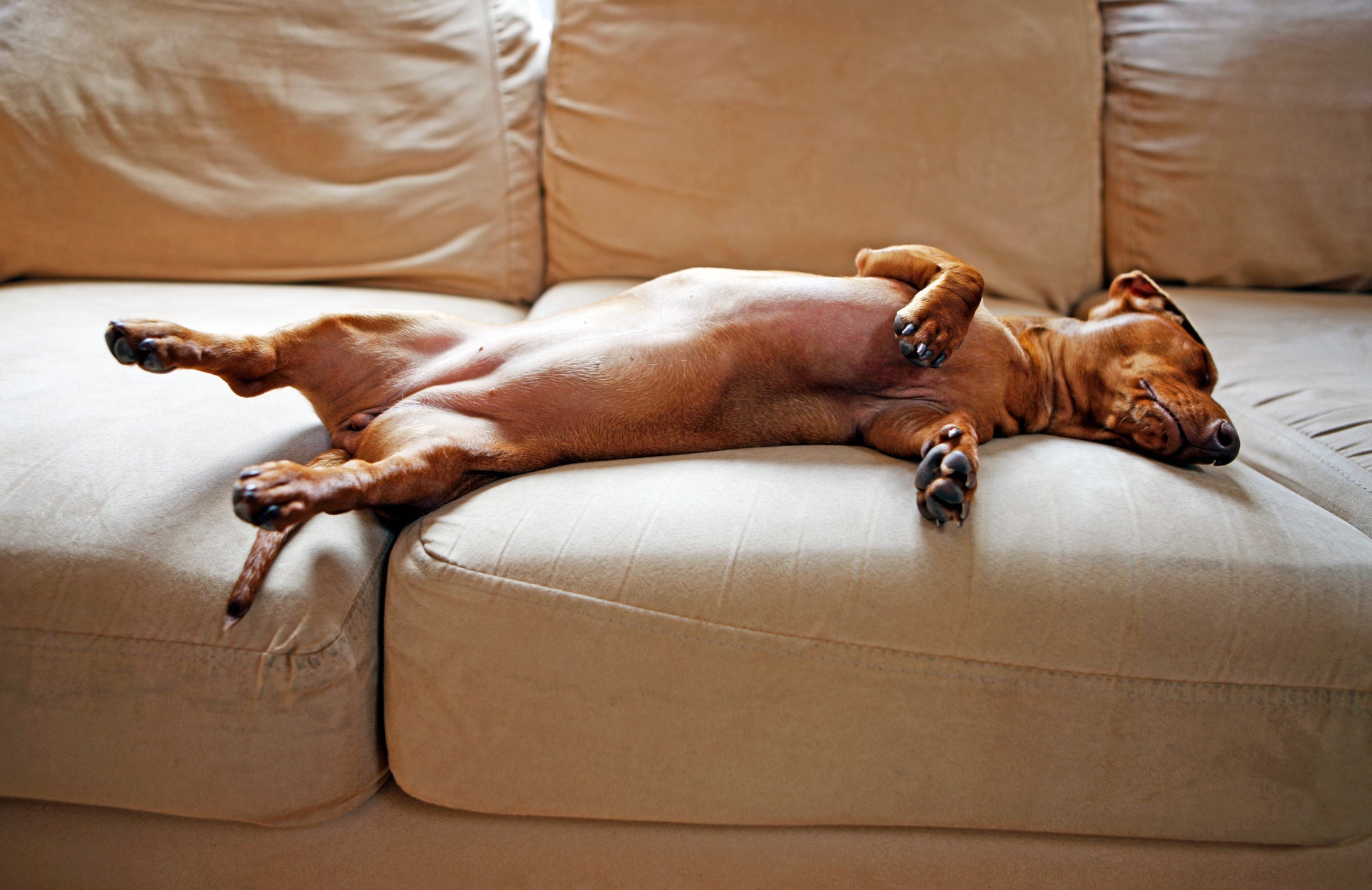 O Dachshund é uma das raças de cachorro mais carinhosas