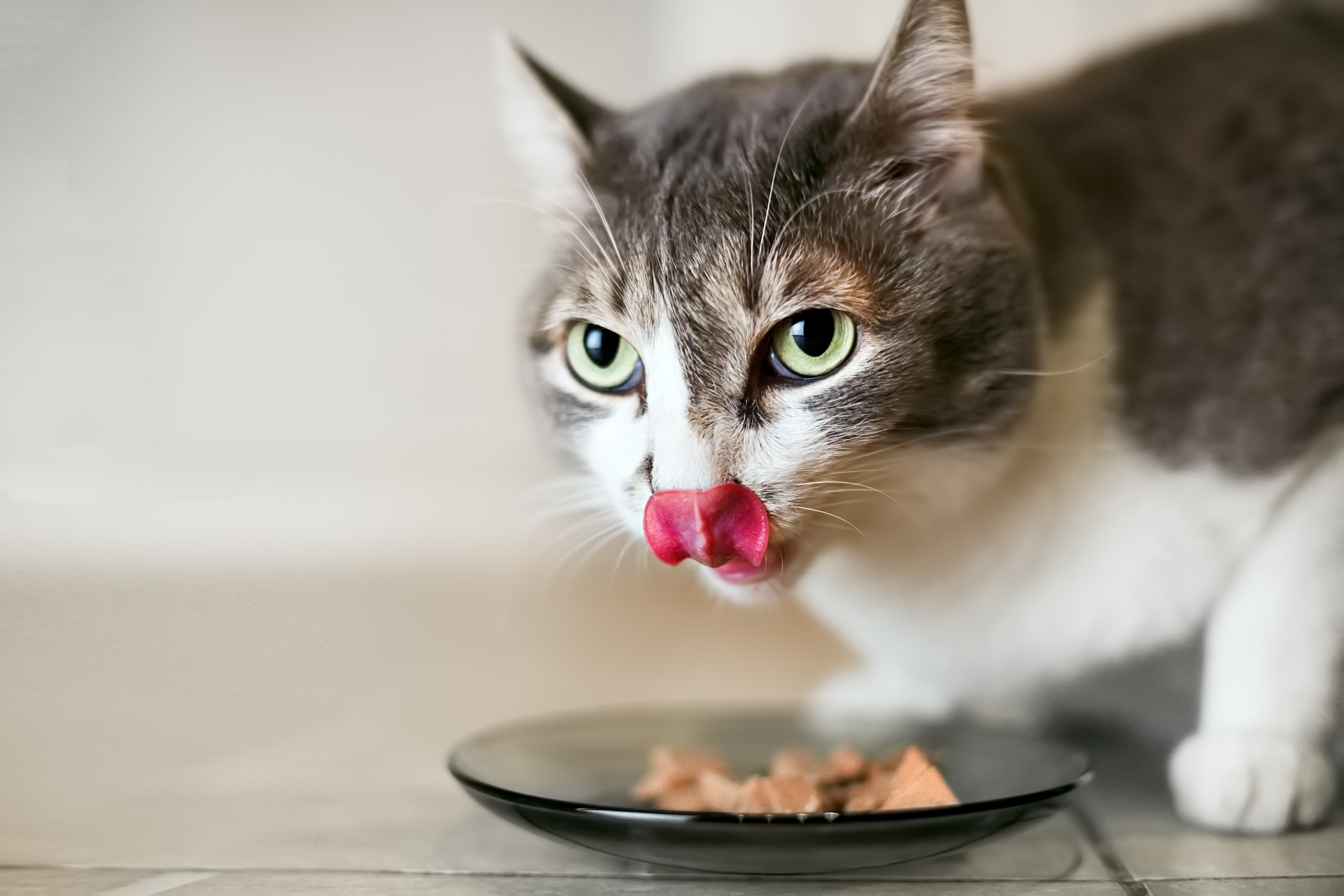 Ração para gatos: sachês são super nutritivos e saborosos