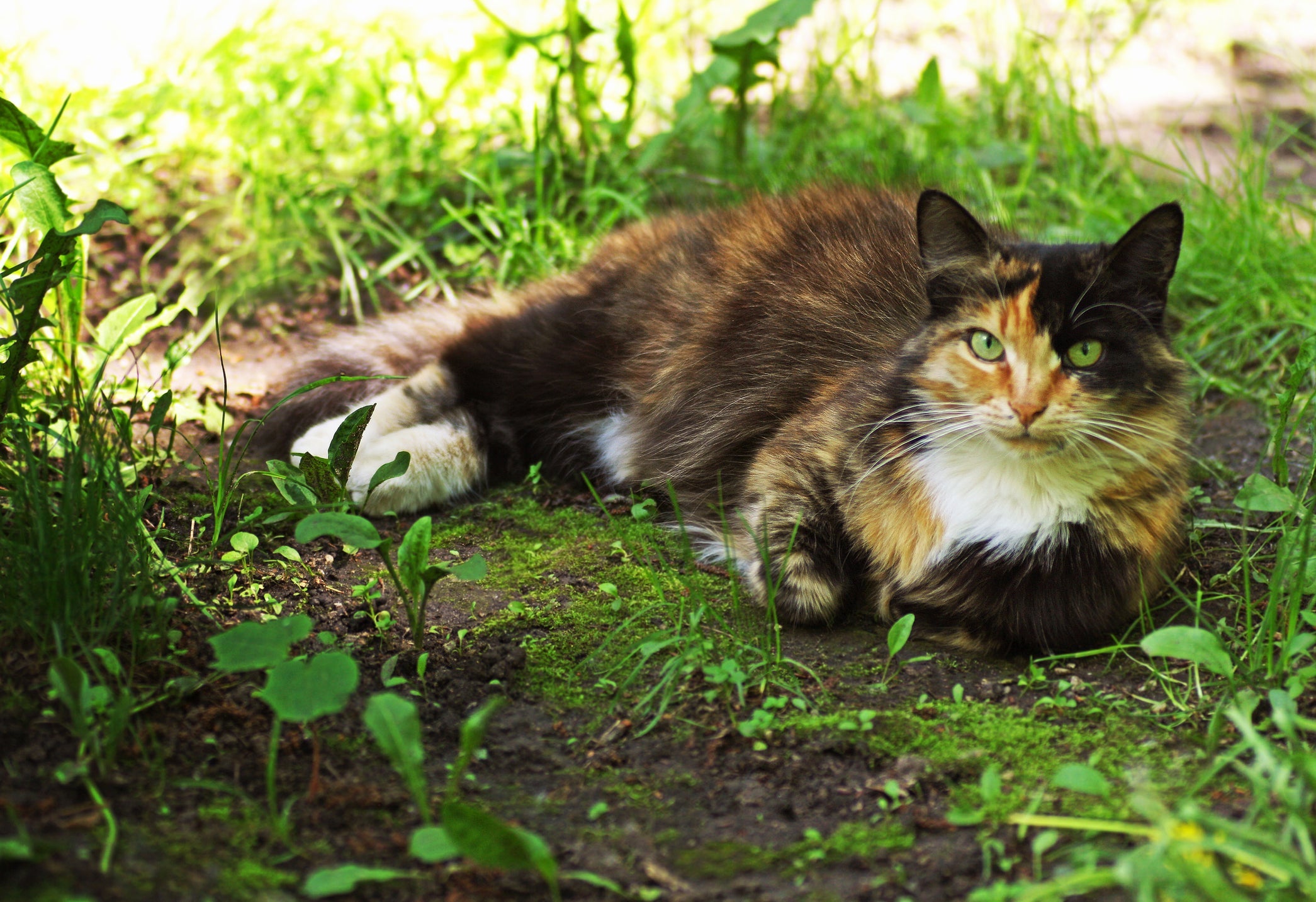 O gato vira lata pode apresentar uma variedade de características 