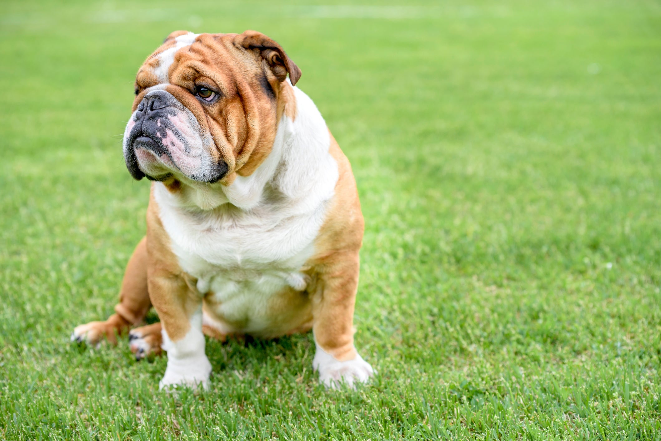 O Bulldog Inglês é uma raça que gosta de descansar