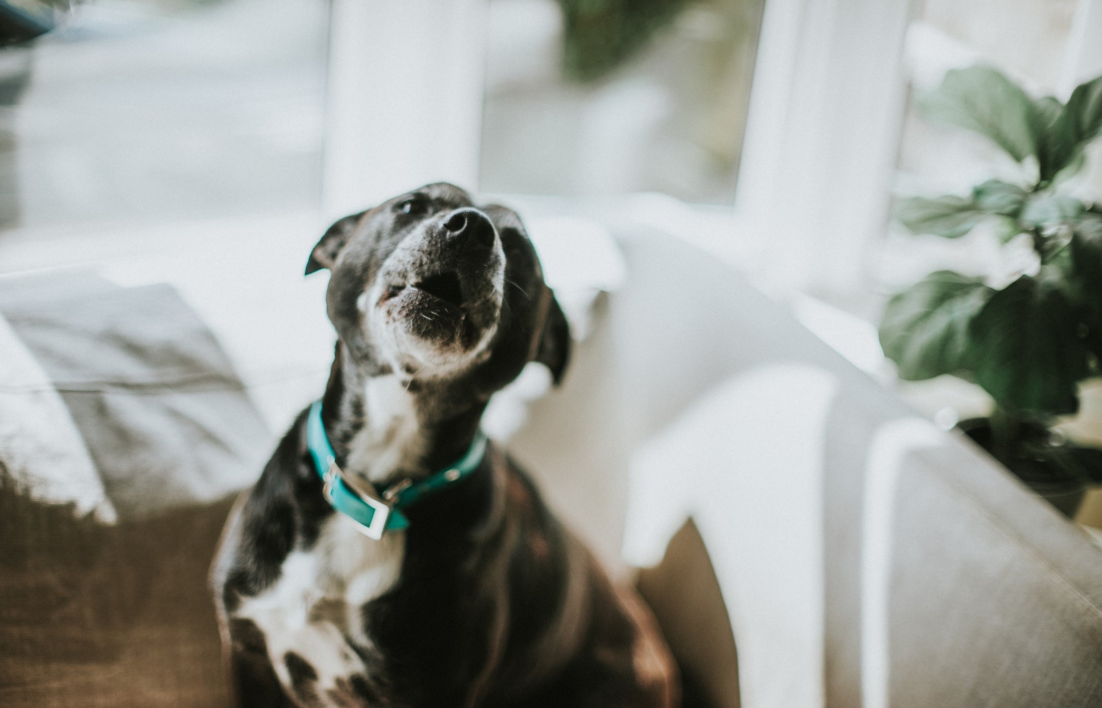 O cachorro uivando pode estar se sentindo entediado e sozinho