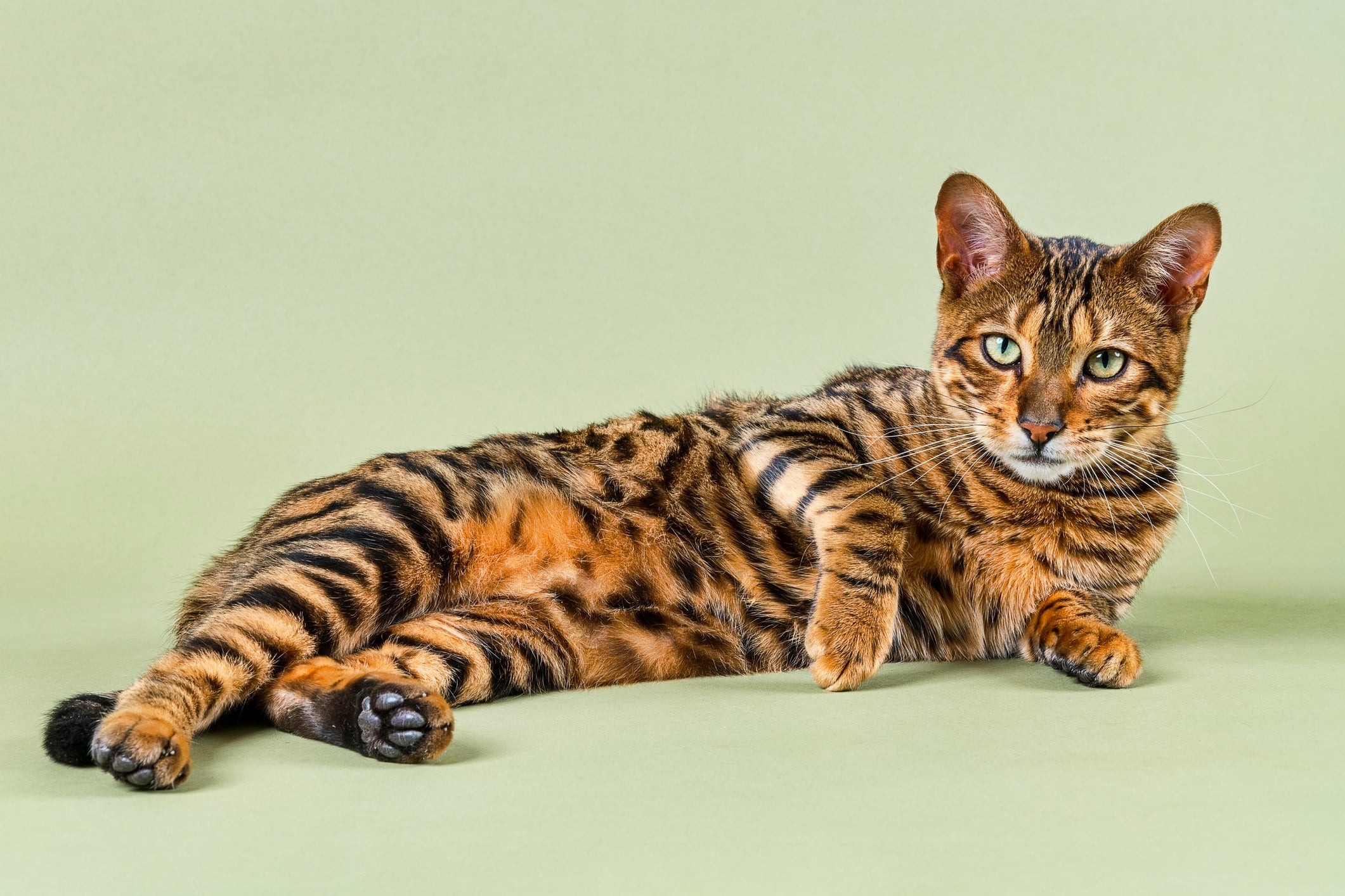 O Toyger é uma das raças de gato que parece tigre