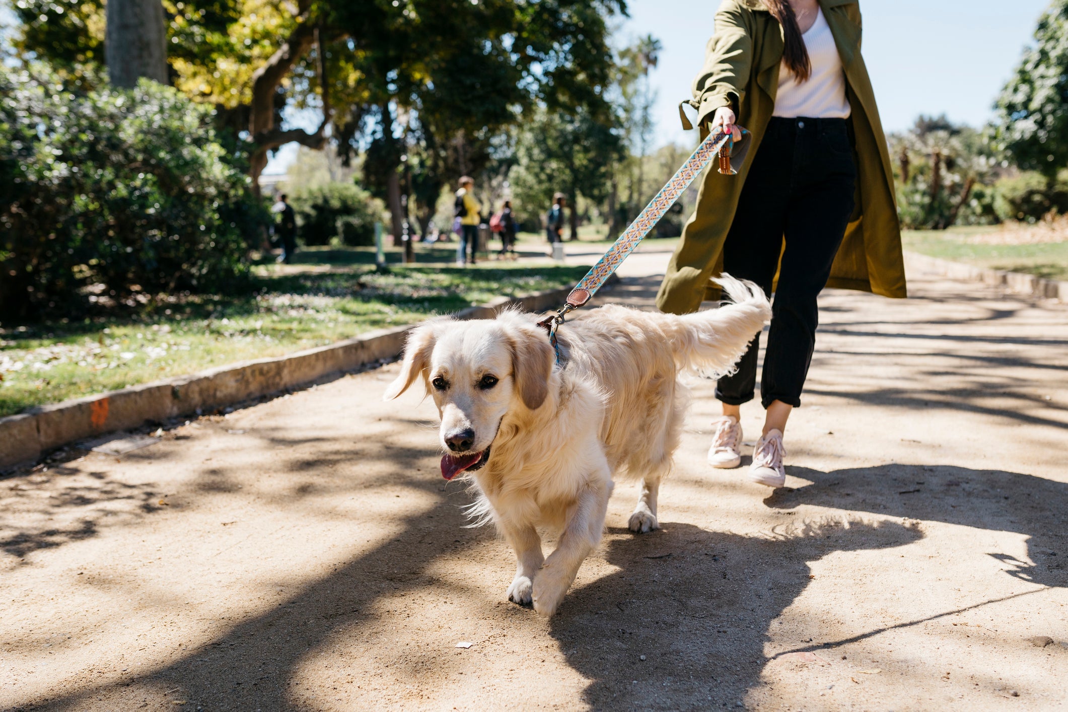 O cachorro ansioso pode puxar o tutor no passeio e exibir uma série de comportamentos problemáticos