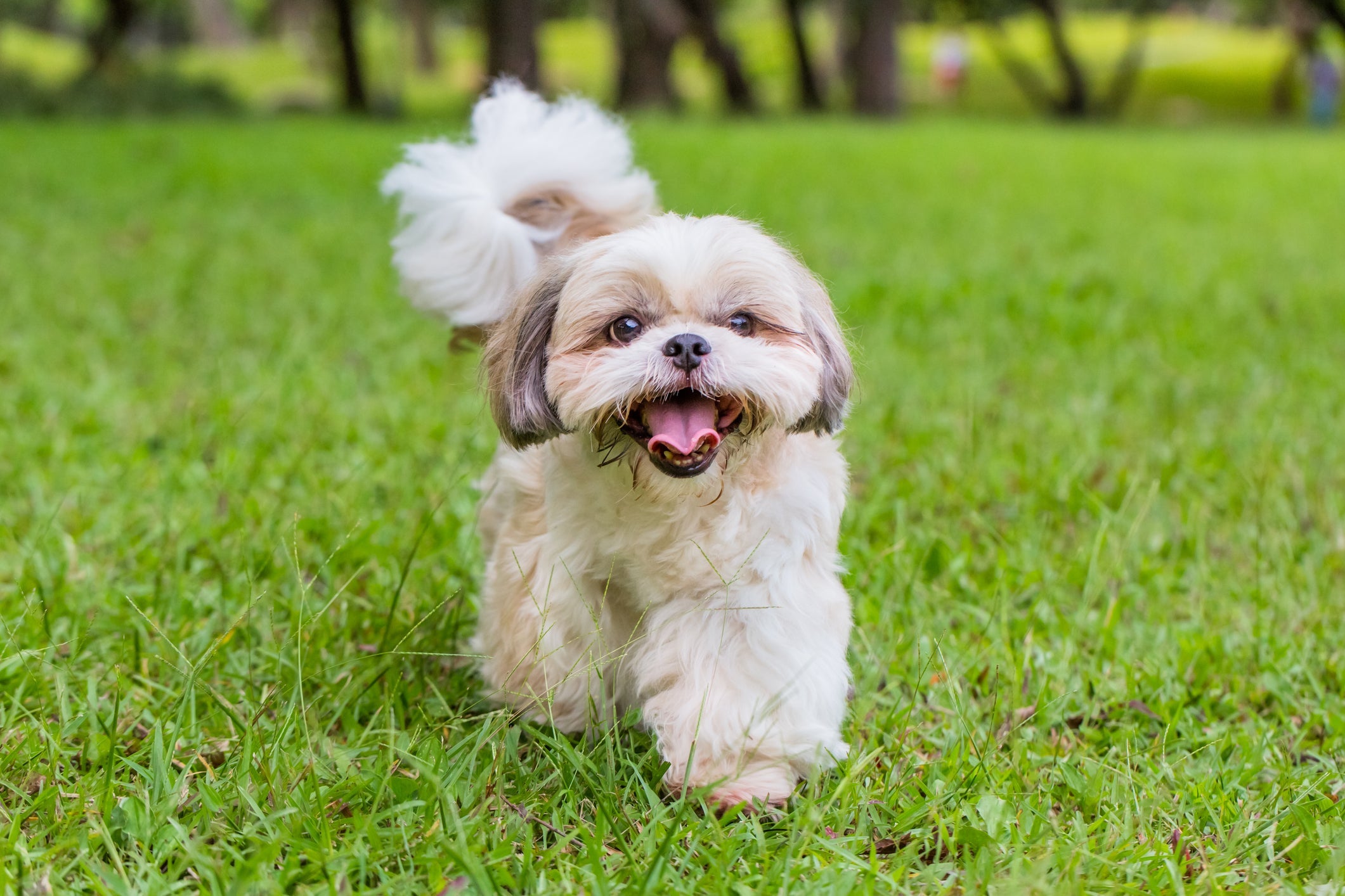 O Shih Tzu é uma das raças de cachorro pequeno mais populares