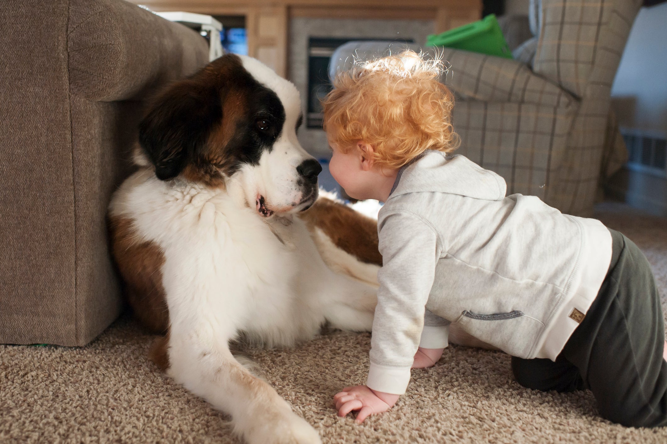 O São Bernardo é uma das raças de cachorro mais gentis