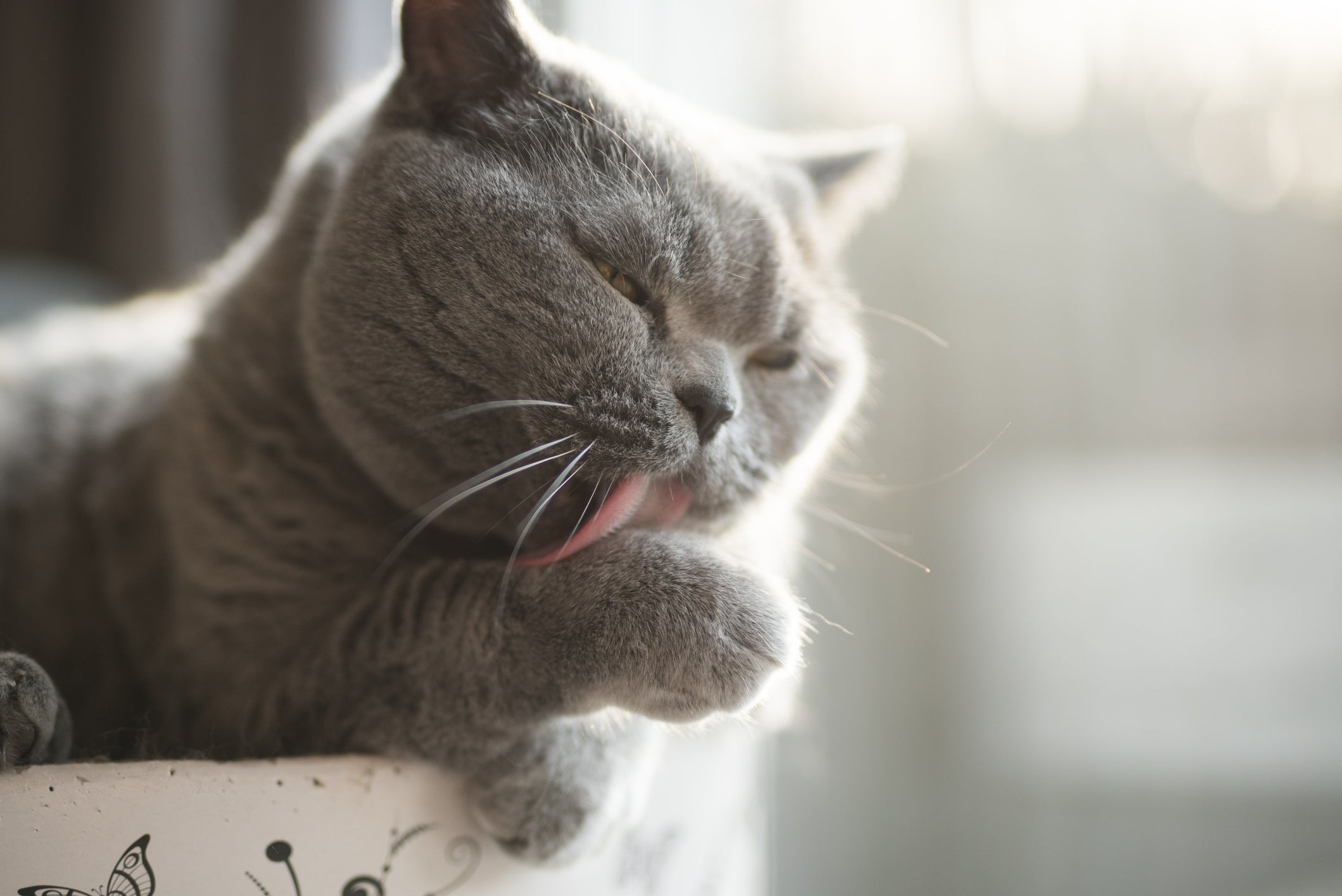 O gato se lambendo muito pode indicar algum problema de saúde