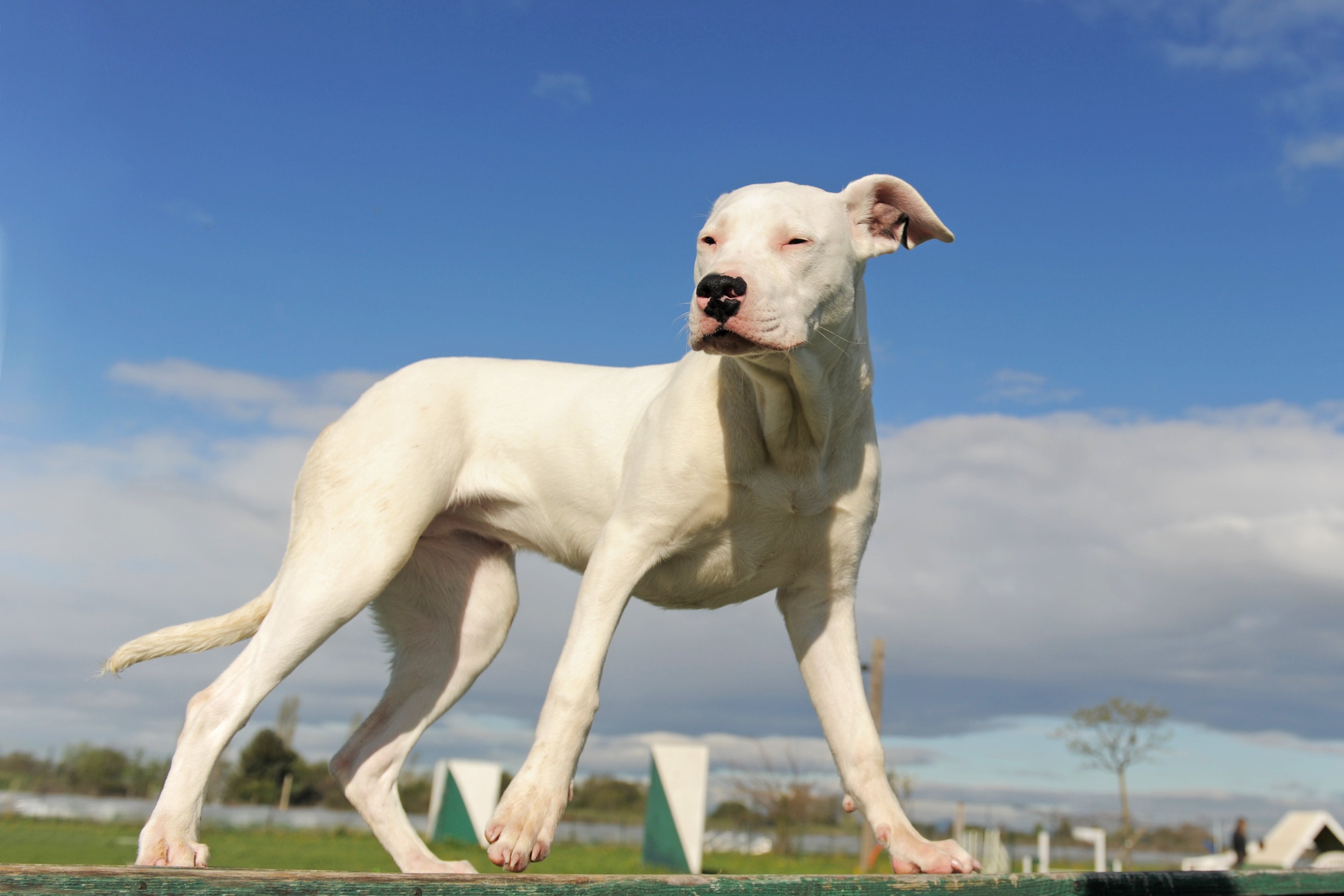 O Dogo Argentino é um cachorro forte, calmo e tranquilo 