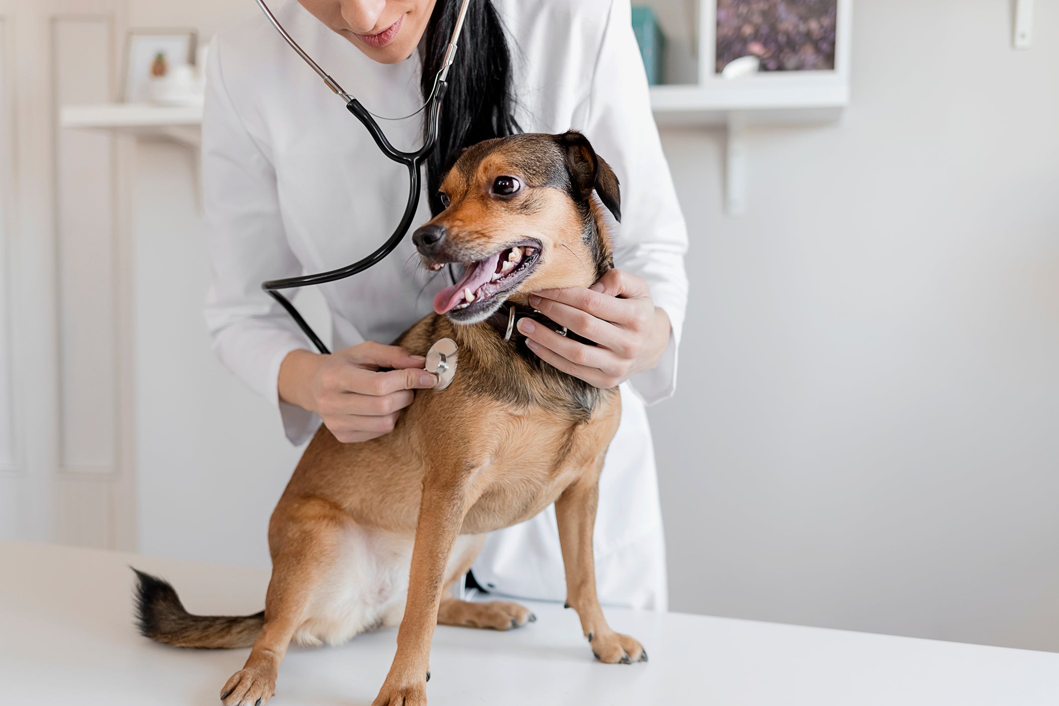 O cachorro abandonado precisa ser levado o mais rápido possível para uma consulta