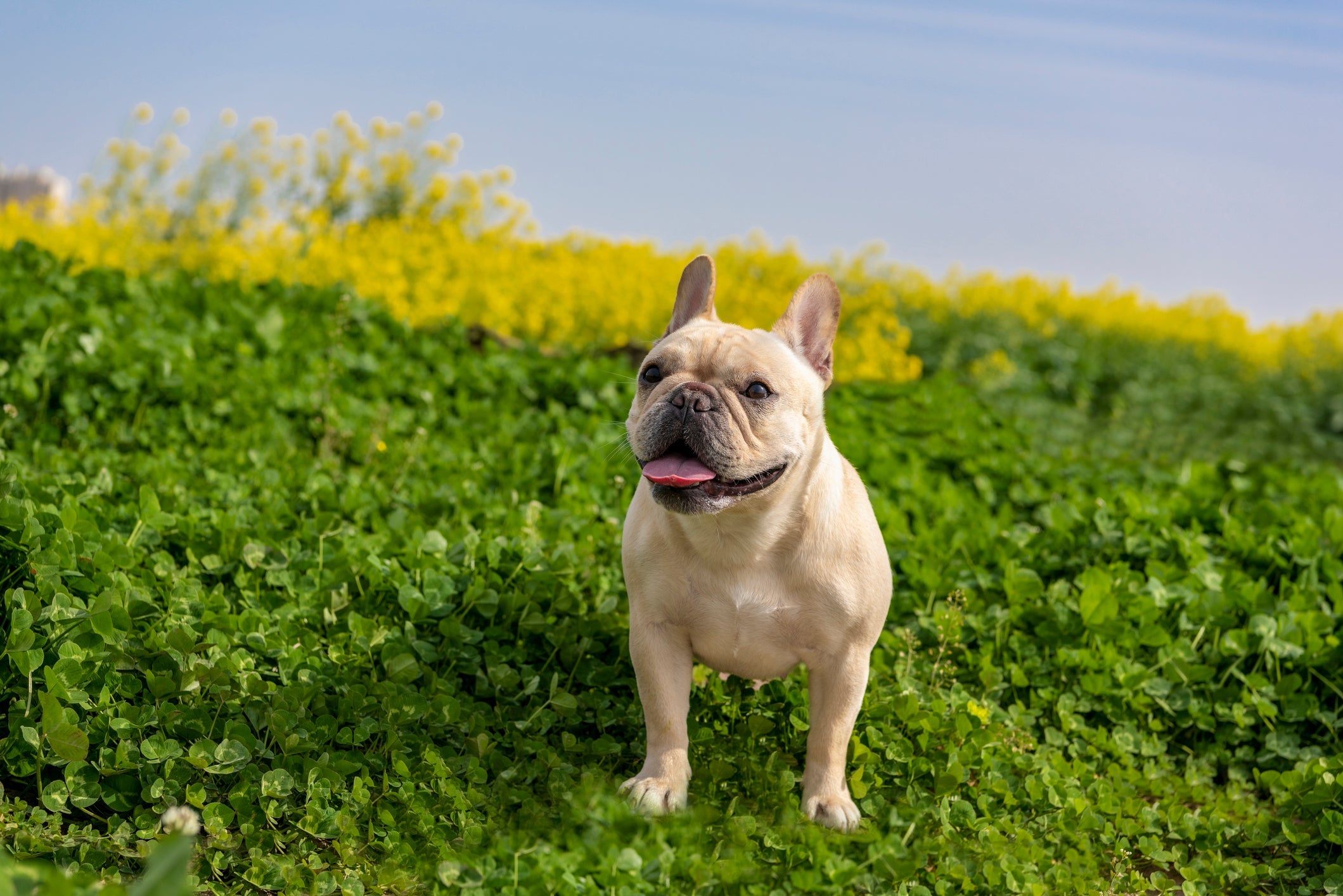 O Bulldog Francês é uma das raças de cachorro braquicefálico 