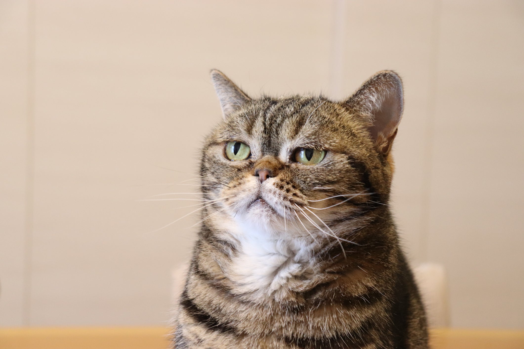 Existem vários nomes para gatos inspirados nos desenhos do Cartoon