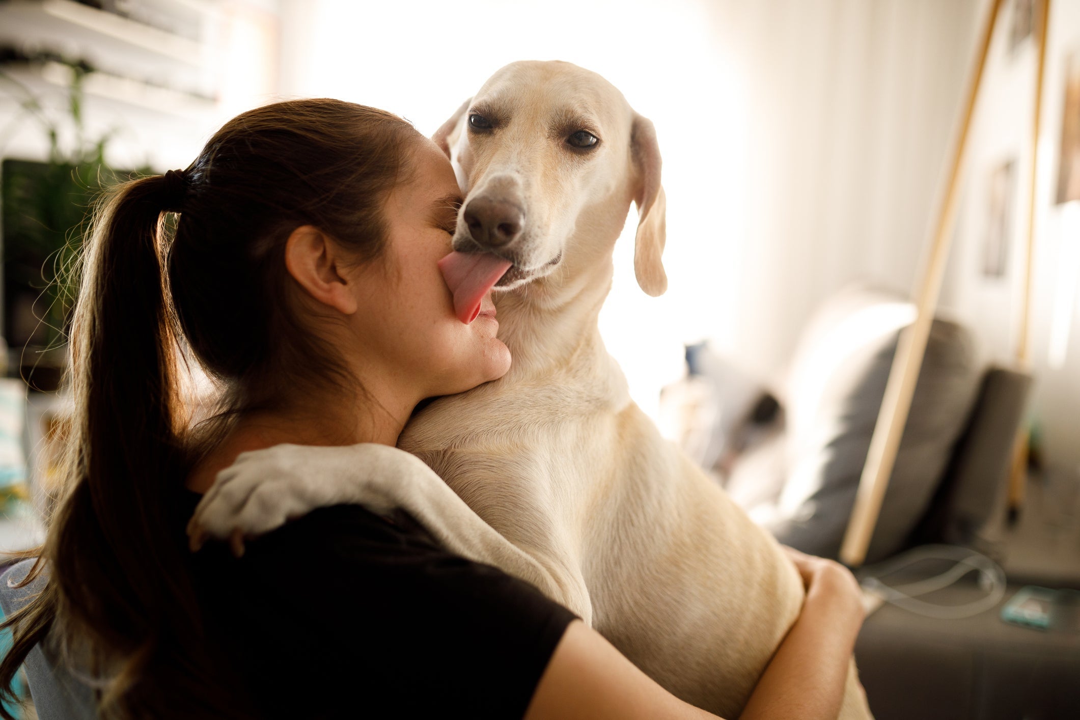 Os cachorros lambem o tutor para descobrir por onde ele esteve