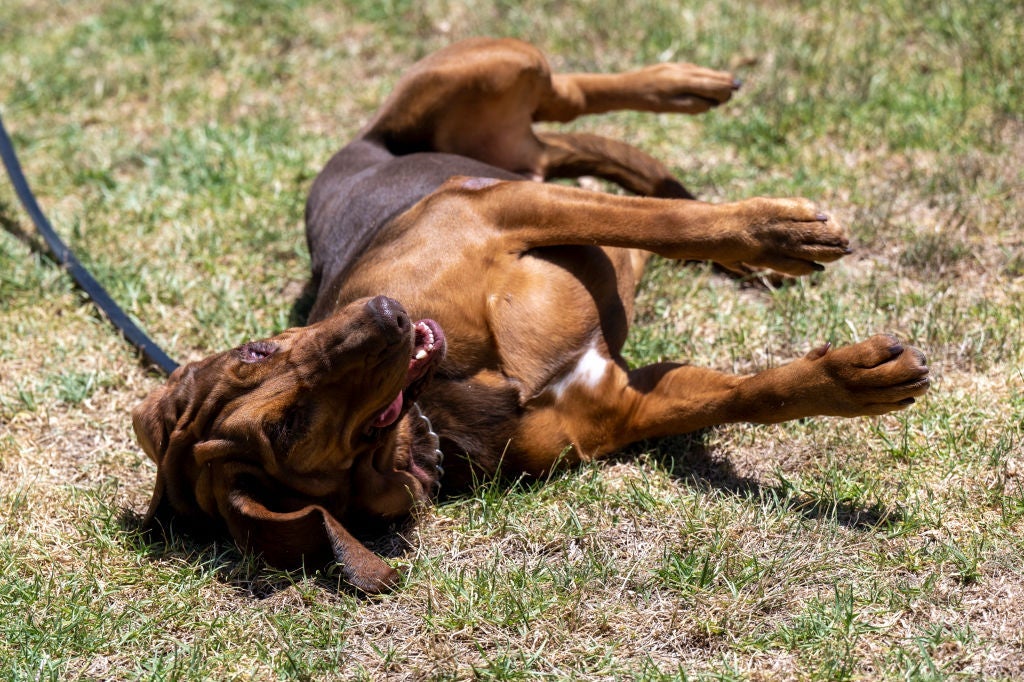 Nomes para cachorros: Scooby é um personagem famoso da raça Dogue Alemão