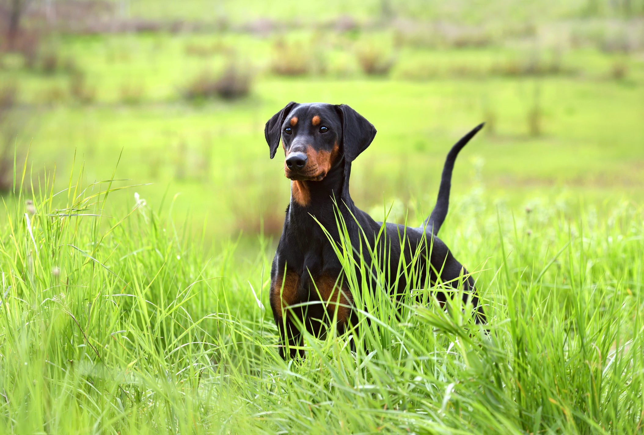 O Doberman é uma das raças de cachorro mais obedientes