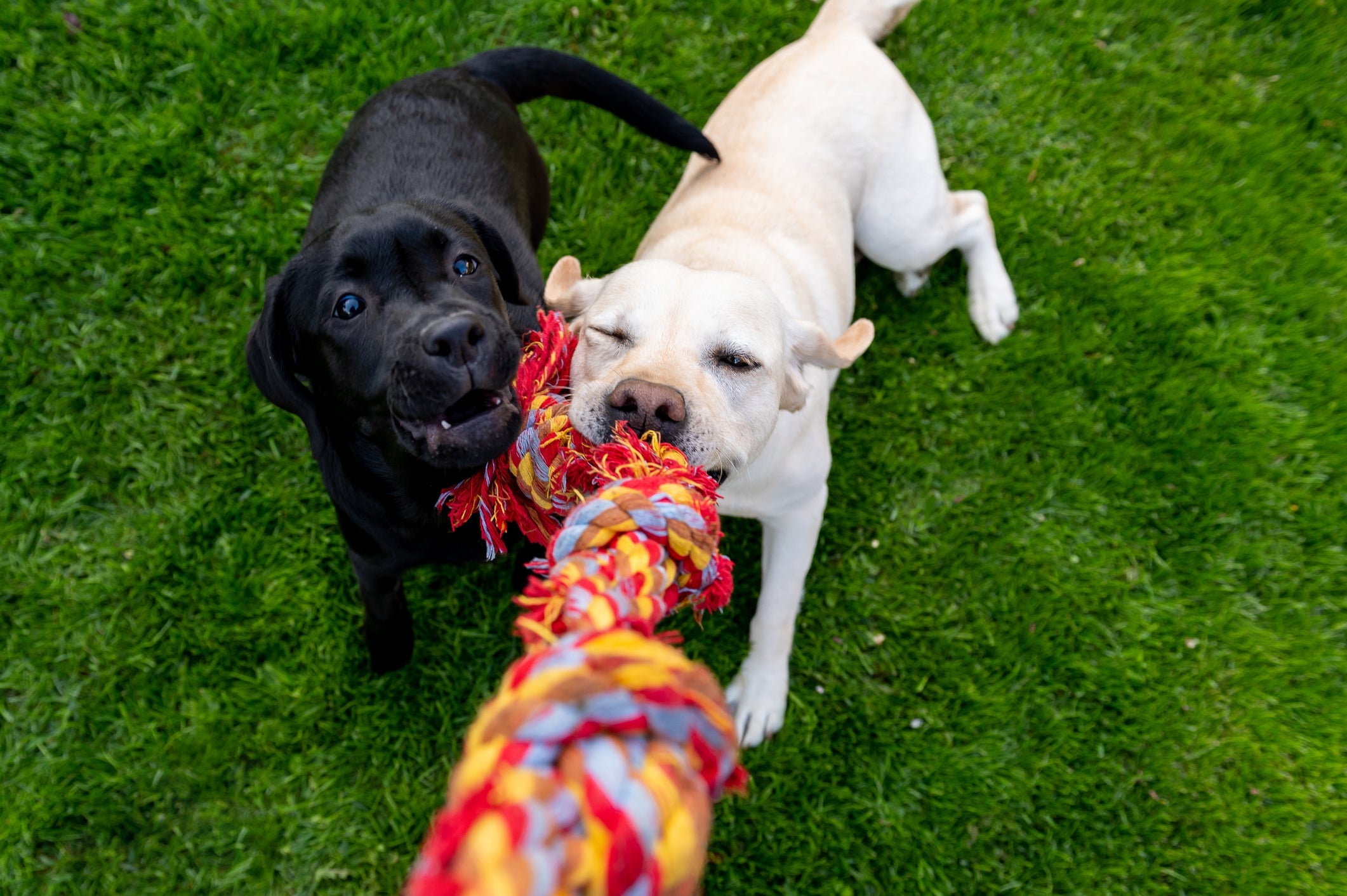 A cordinha é um brinquedo para cachorro super divertido