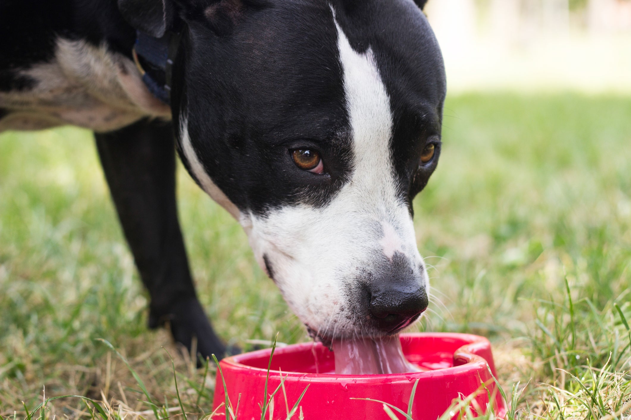 A saúde do cachorro é gravemente afetada pela falta de água