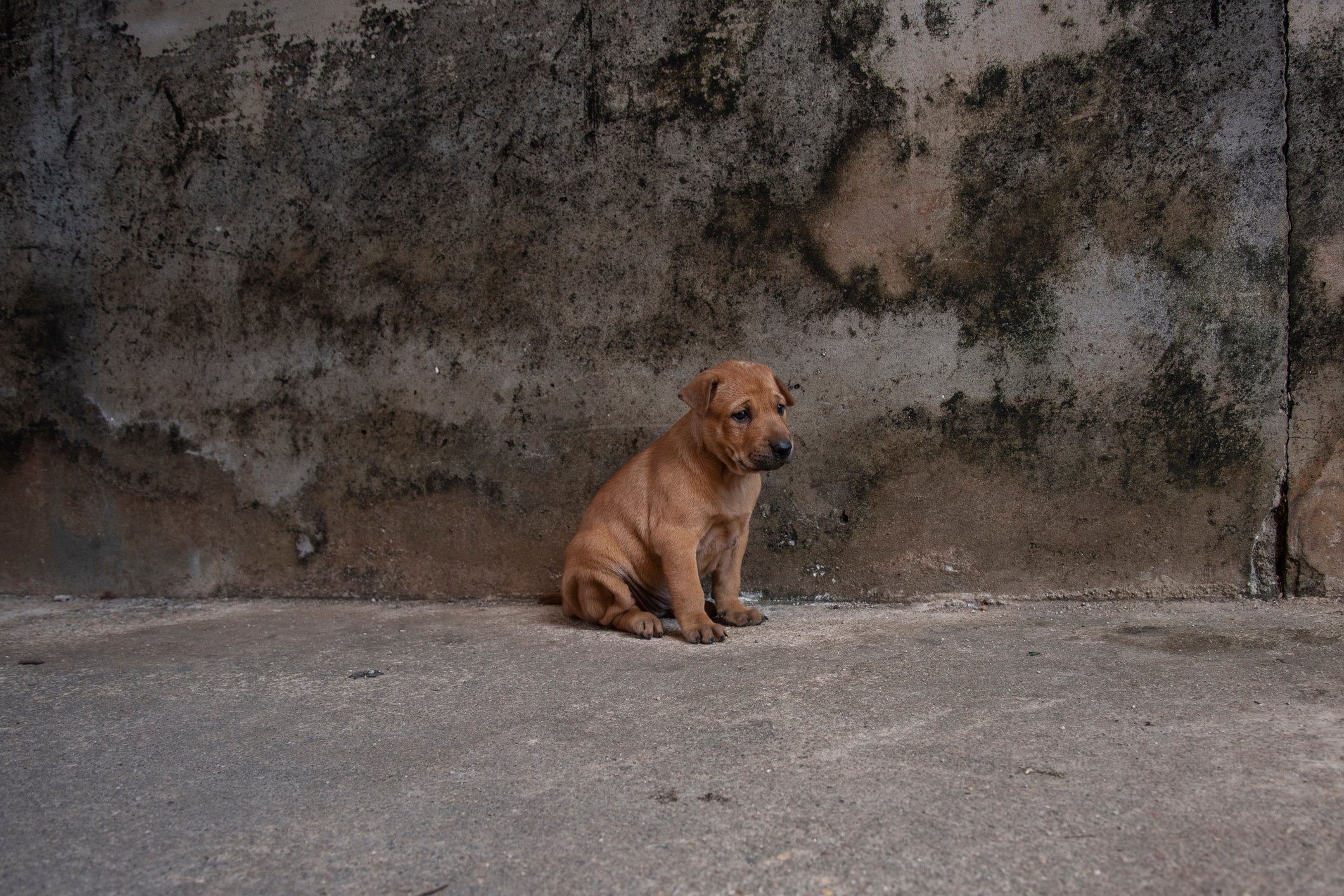 O filhote de cachorro abandonado precisa ser levado ao veterinário 