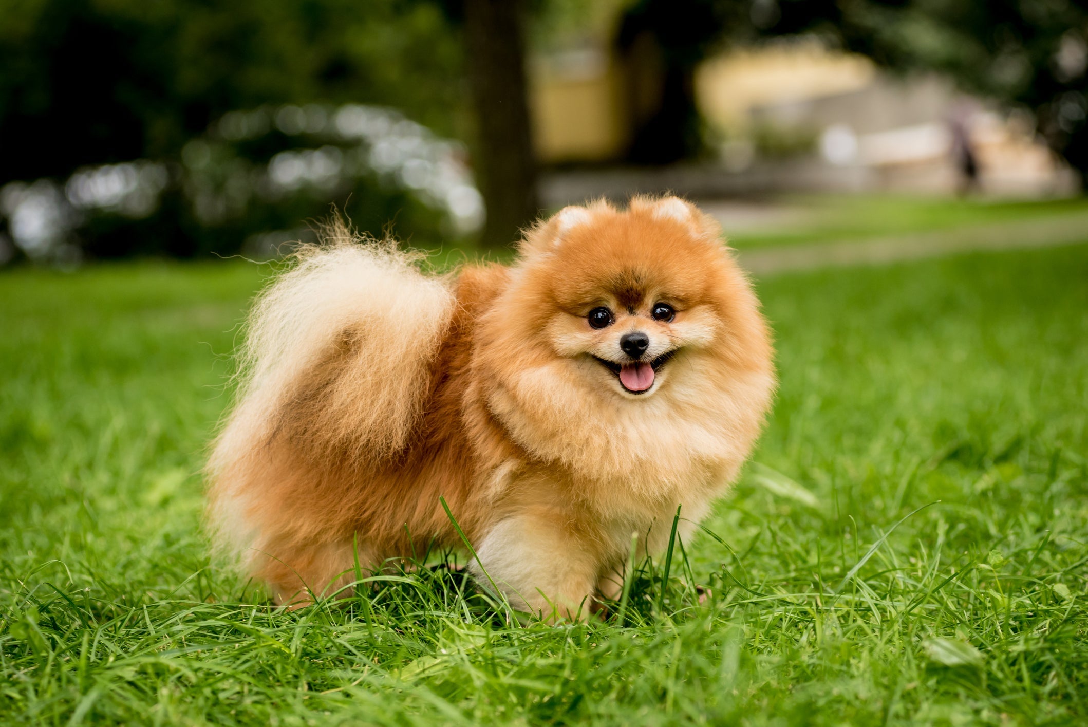 O Lulu da Pomerânia é um cachorro pequeno peludo