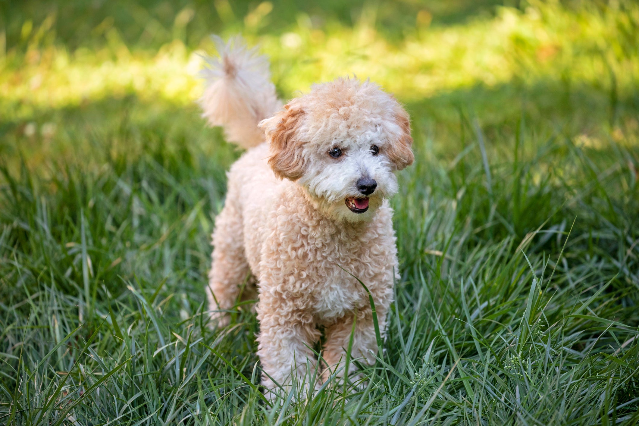 Independente do tamanho, o Poodle é uma raça de cachorro inteligente