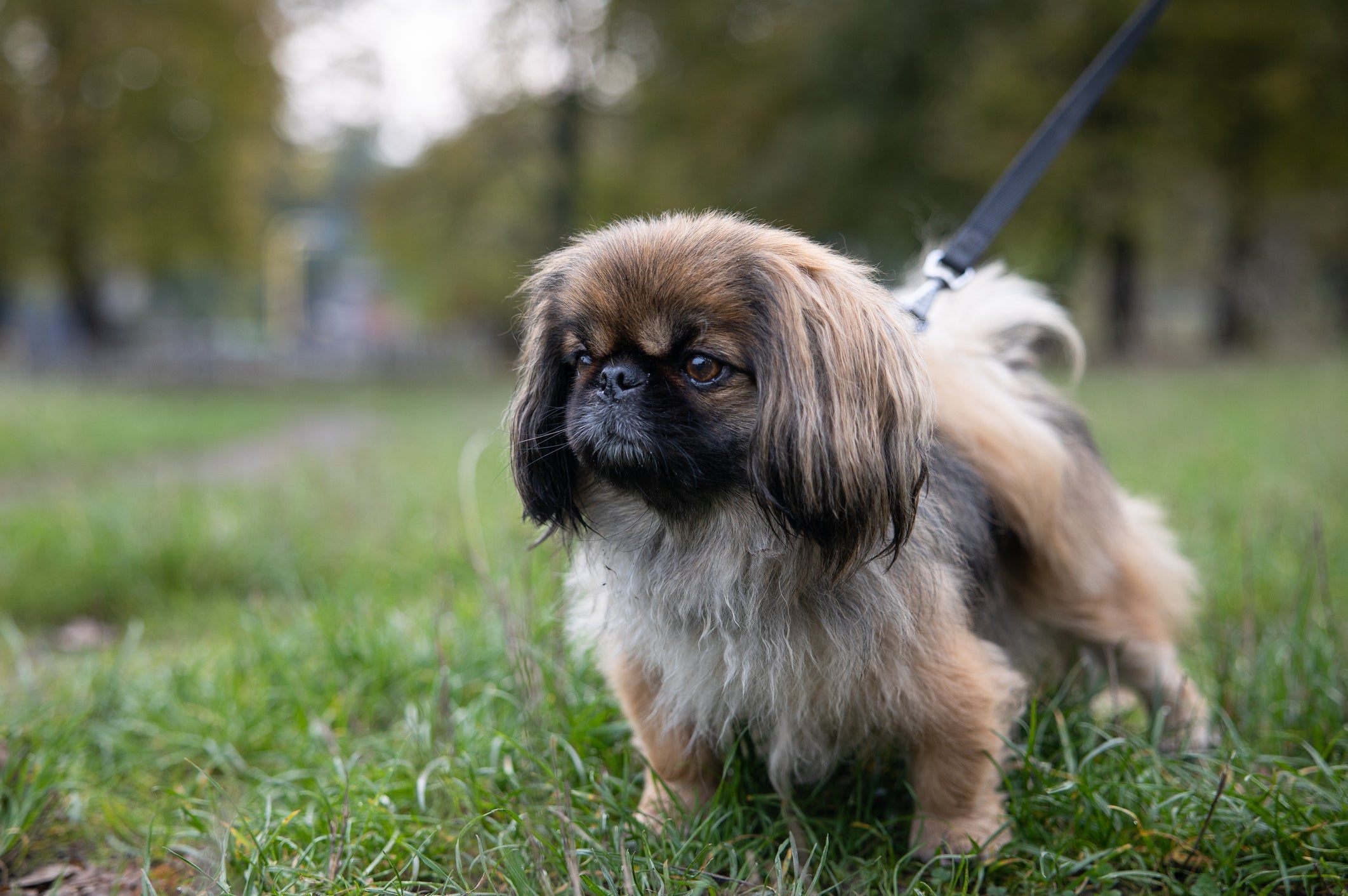 O Pequinês é uma das raças de cachorro mais independentes 