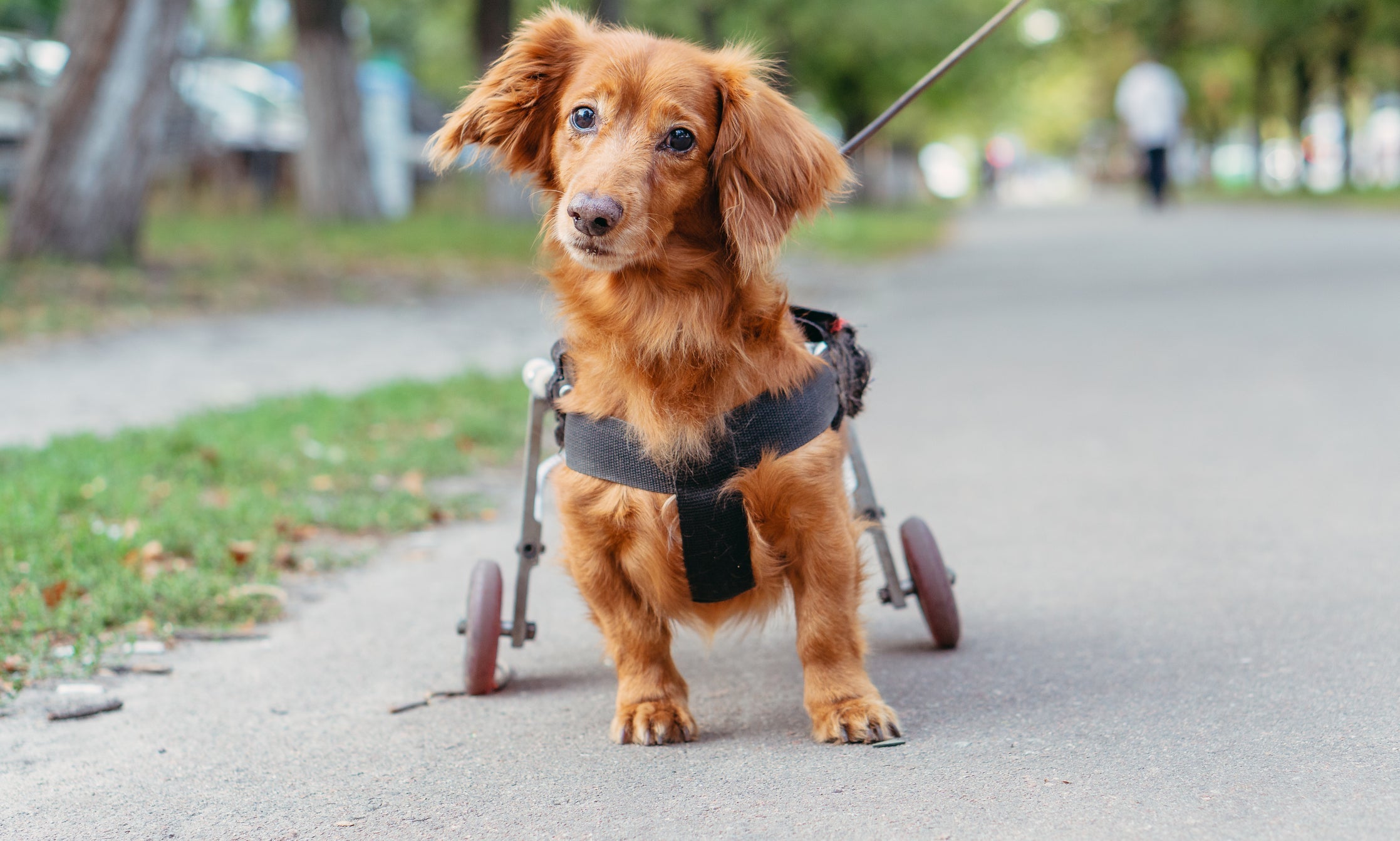 Cadeira de rodas para cães: pegar errado o cachorro salsicha do jeito errado pode afetar sua coluna