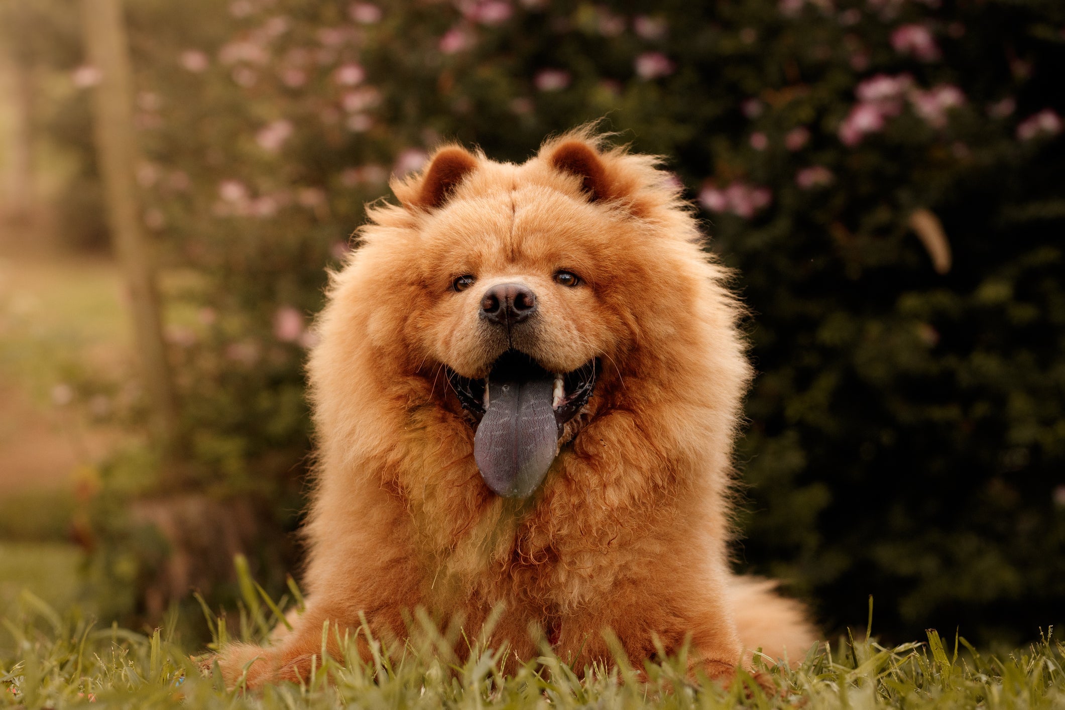 O Chow Chow é uma raça peluda que pode sofrer mais com o calor