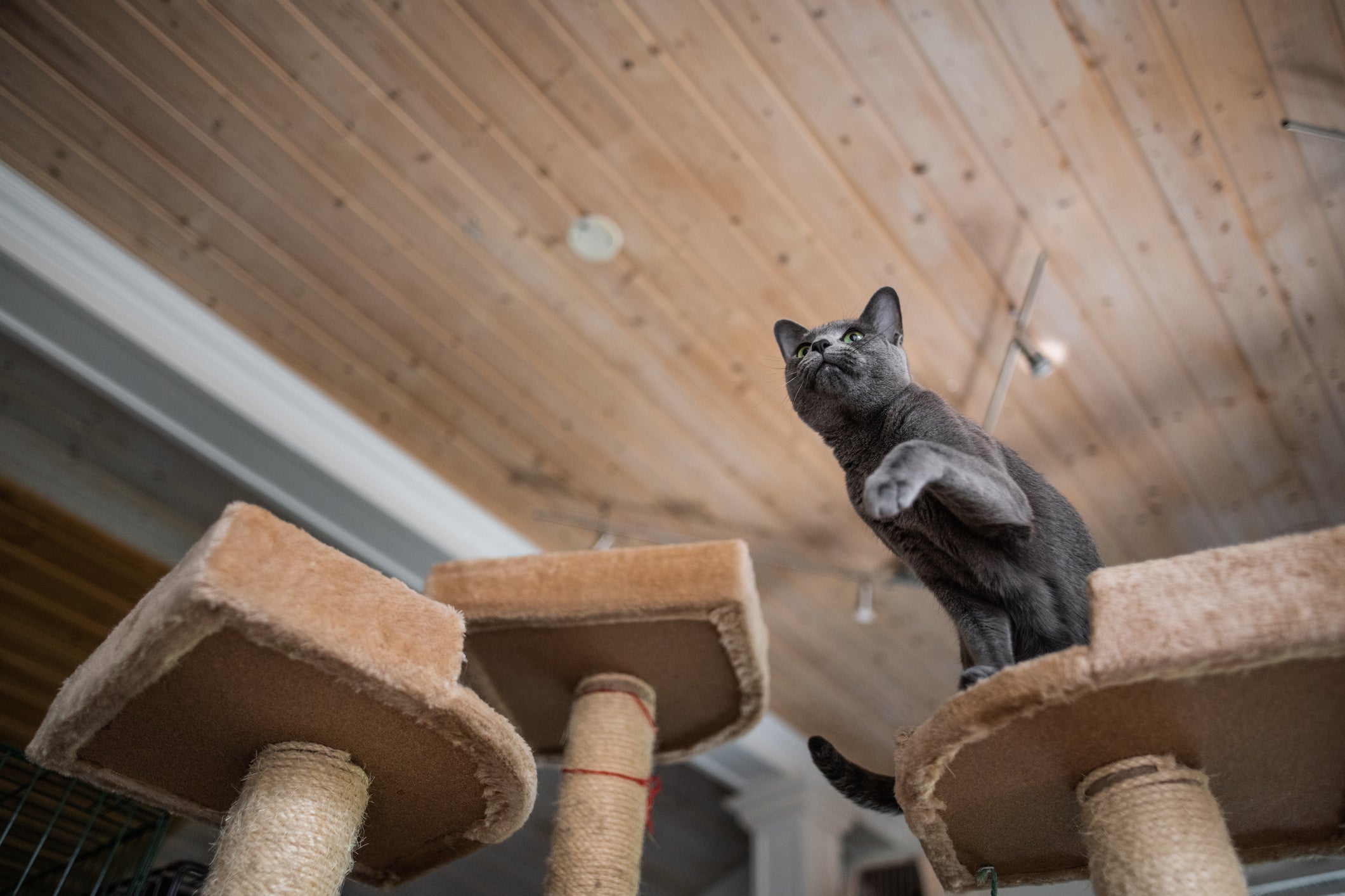 Os gatos adoram ficar nas alturas