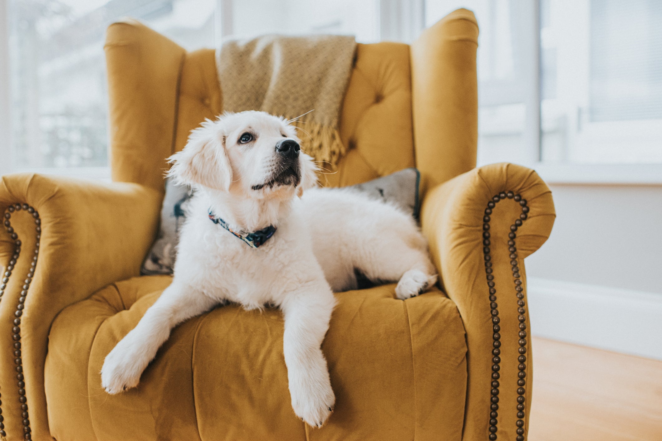 O Golden Retriever é uma das raças de cachorro mais populares no mundo