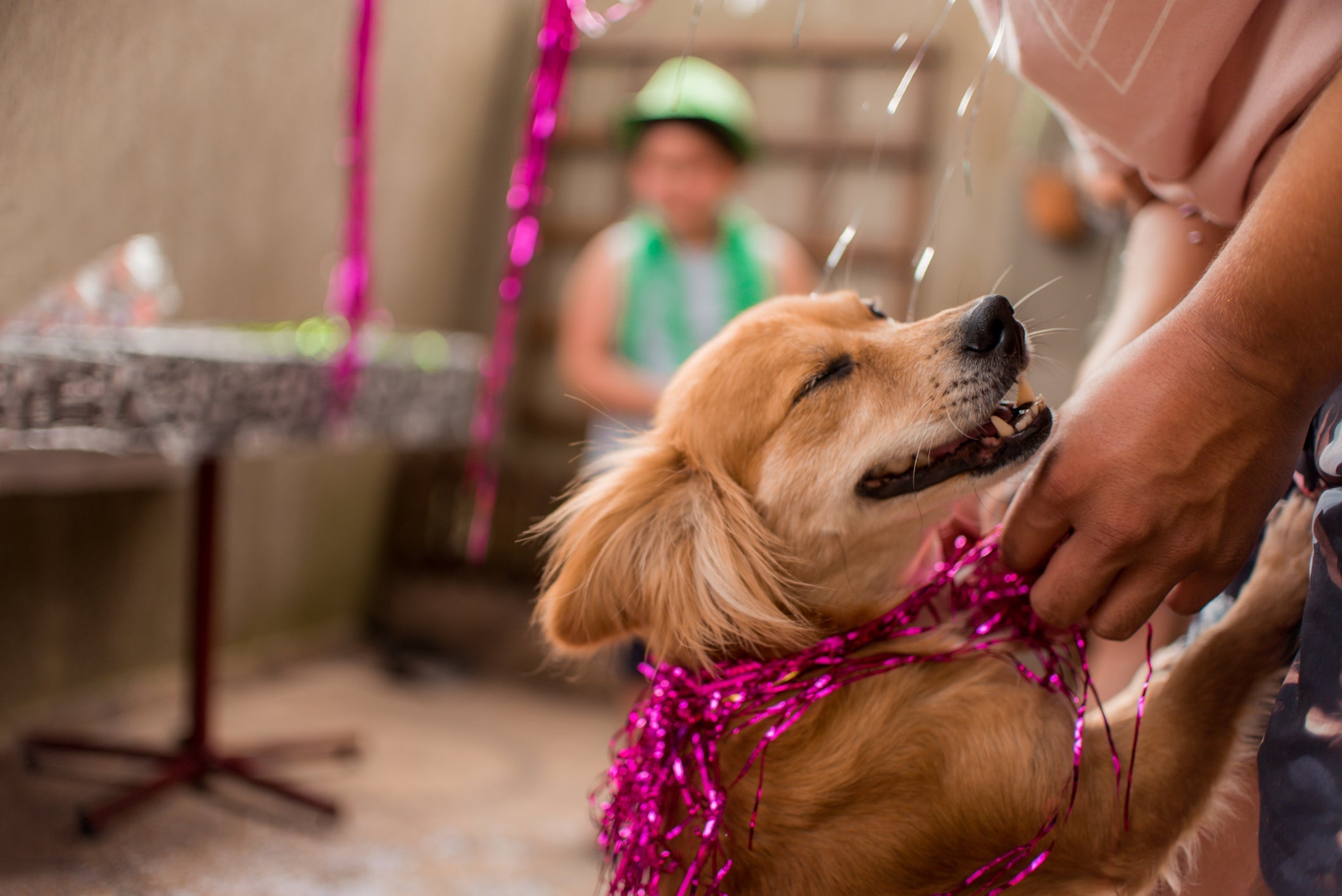 A fantasia de carnaval para cachorro precisa ser confortável