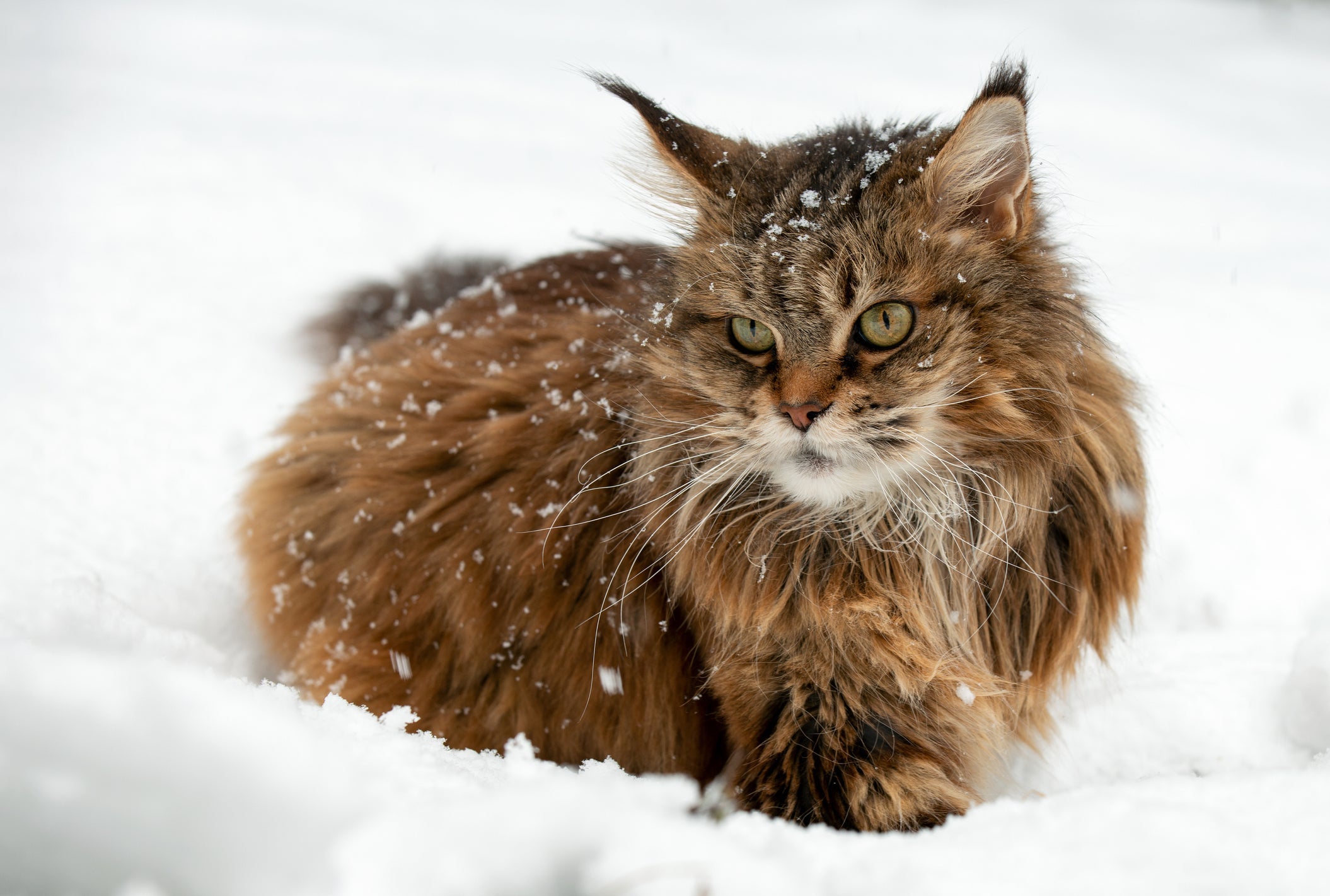 O gato Siberiano é de origem russa e consegue suportar baixas temperaturas