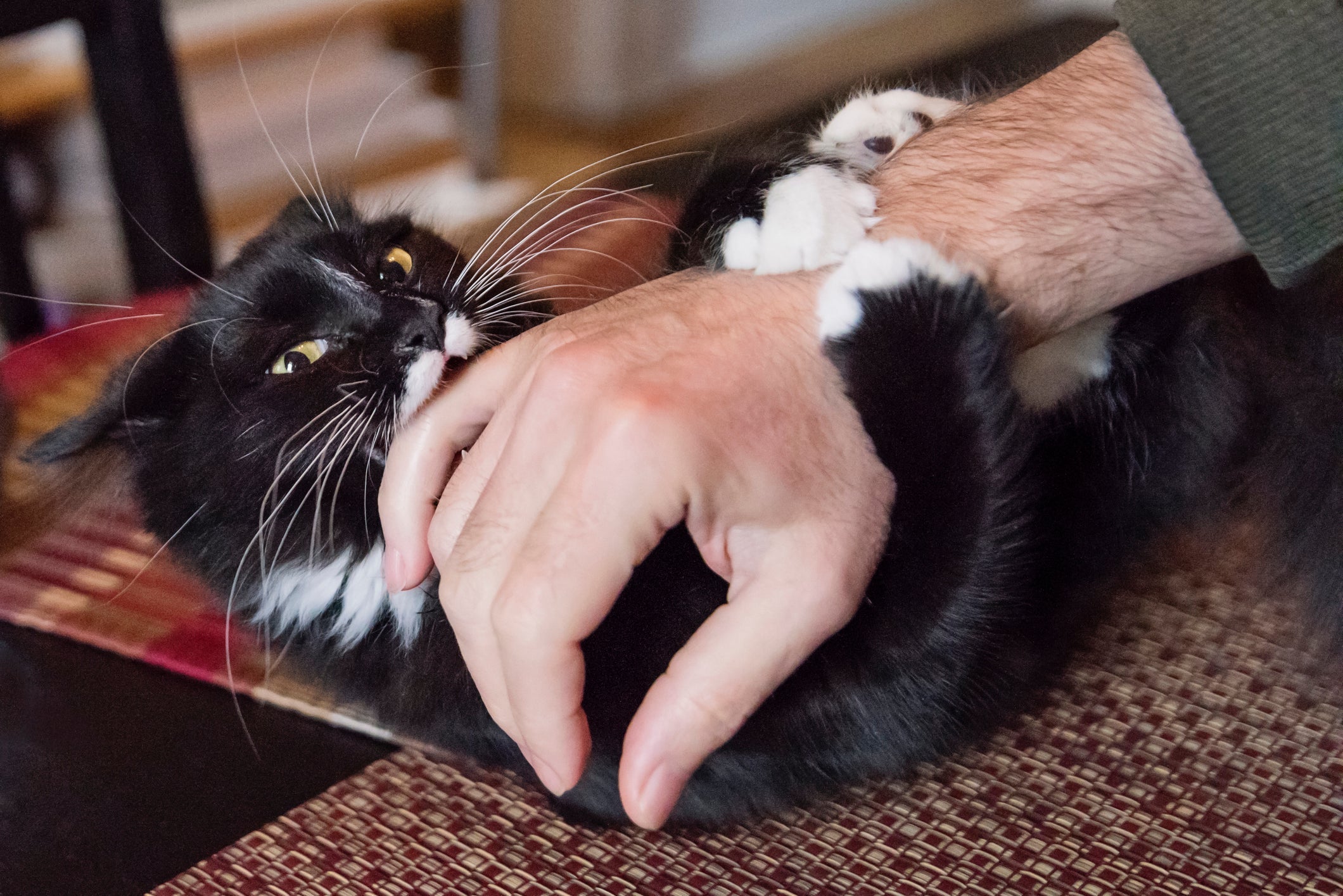 A mordida de gato pode ocorrer em várias situações