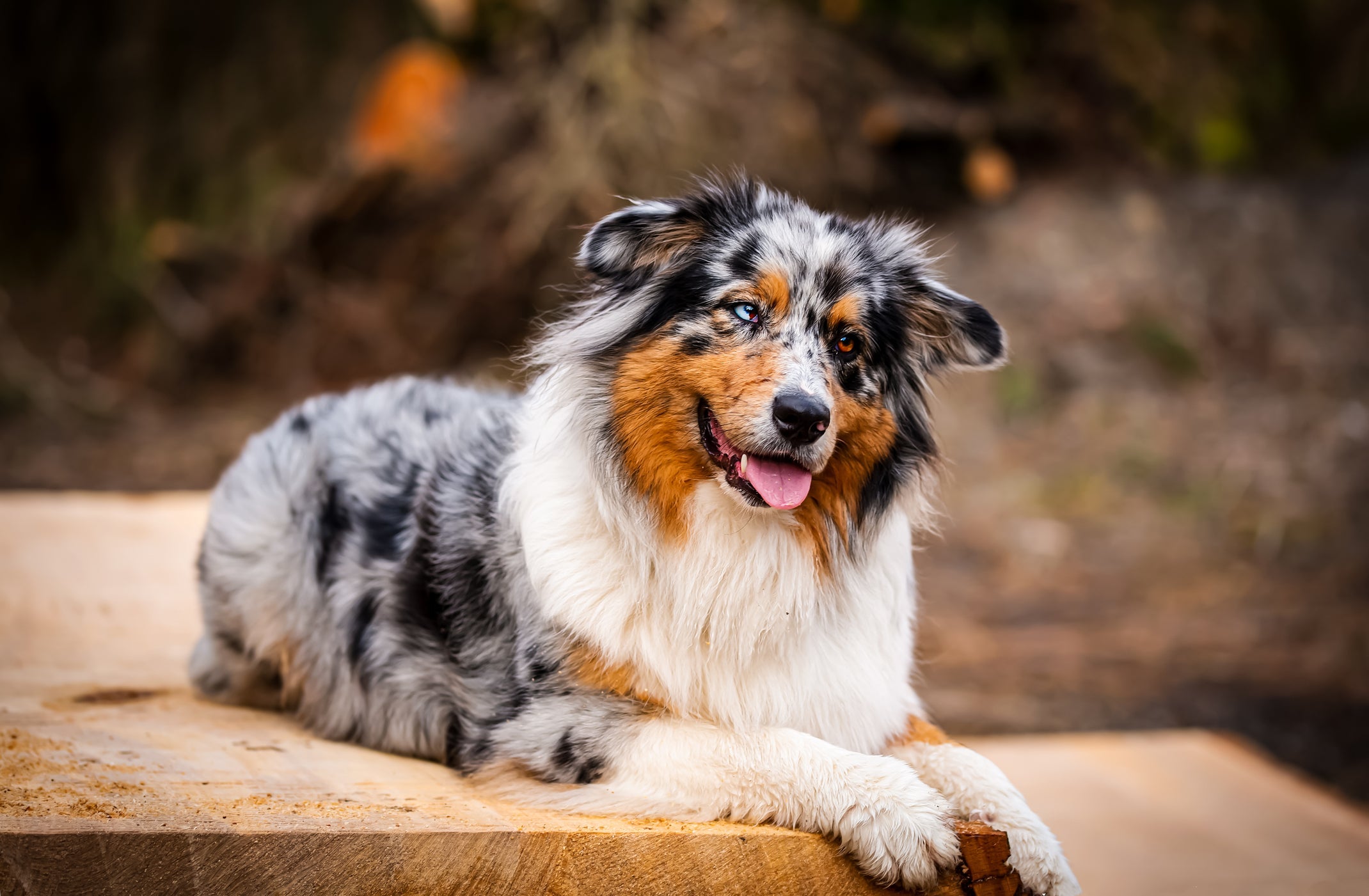 O Pastor Australiano é um cachorro grande e esperto