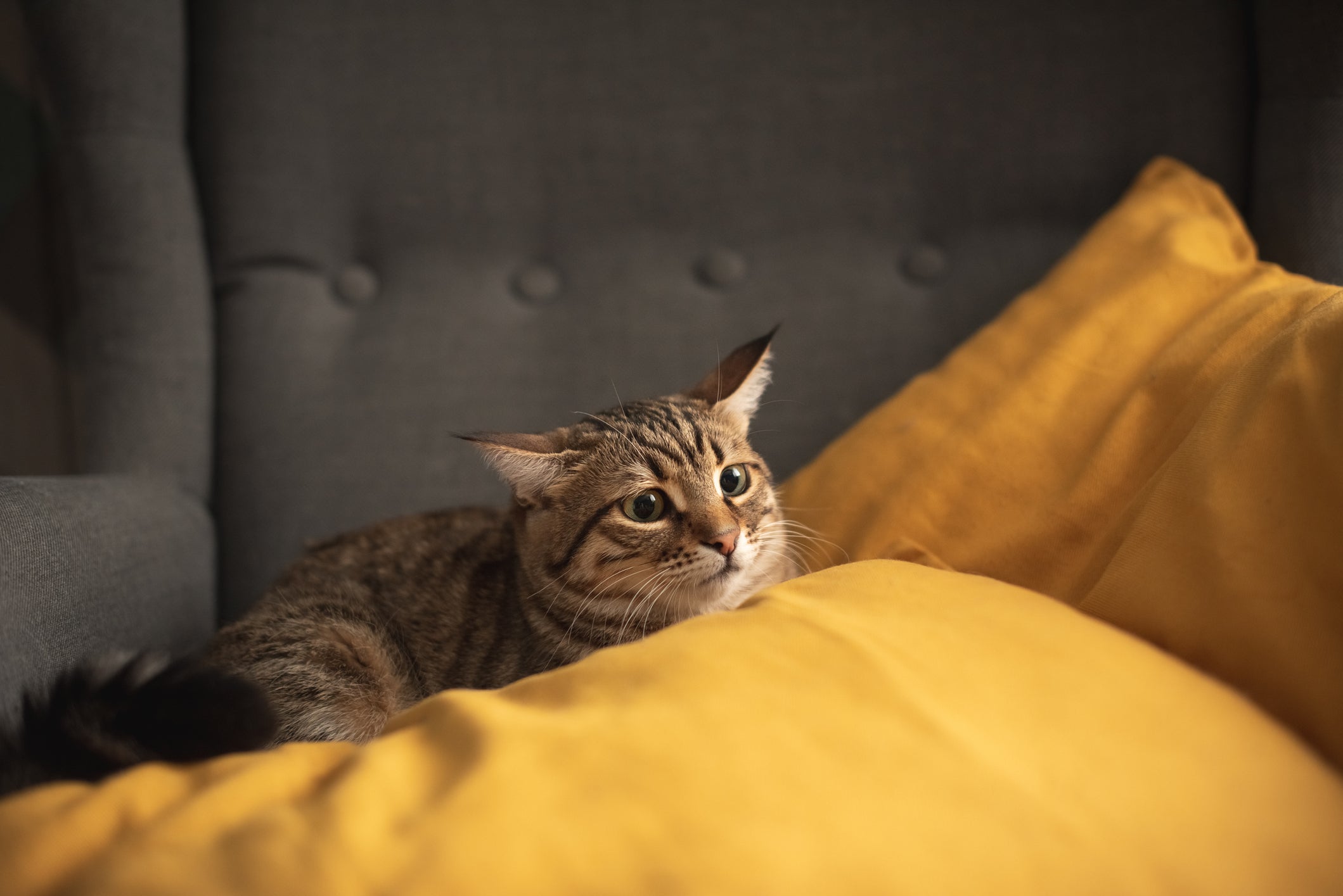 Na linguagem dos gatos, o movimento das orelhas ajuda a revelar o que o bichano está sentindo