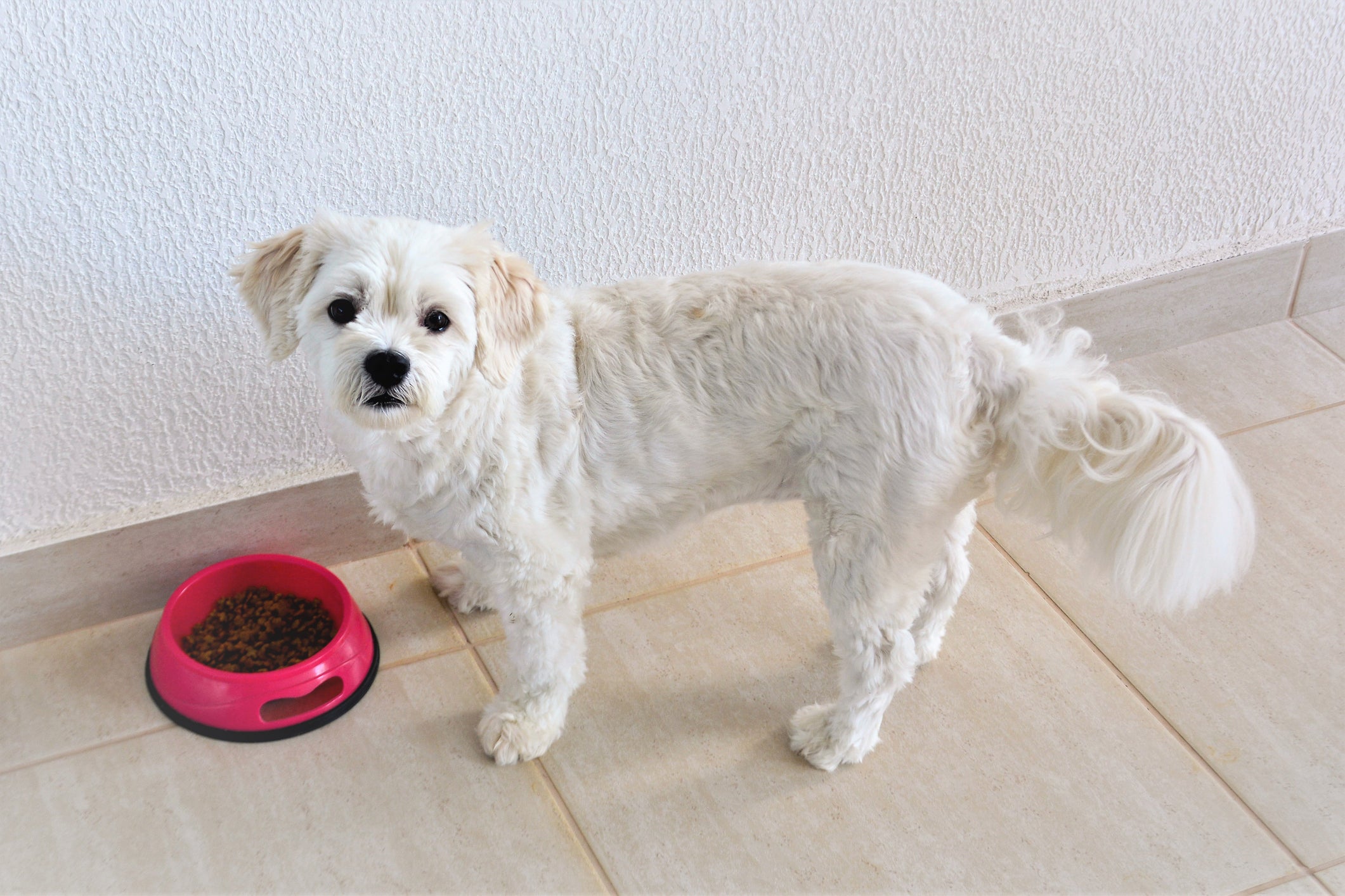 A ração para cachorro cardiopata melhora a qualidade de vida de cães diagnosticados com esse quadro