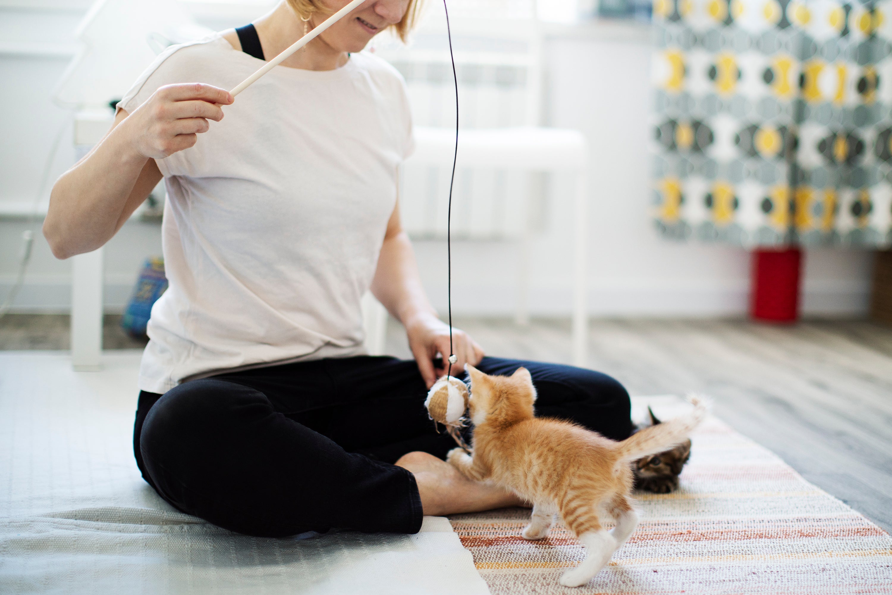 As brincadeiras estimulam o amor de gato por você