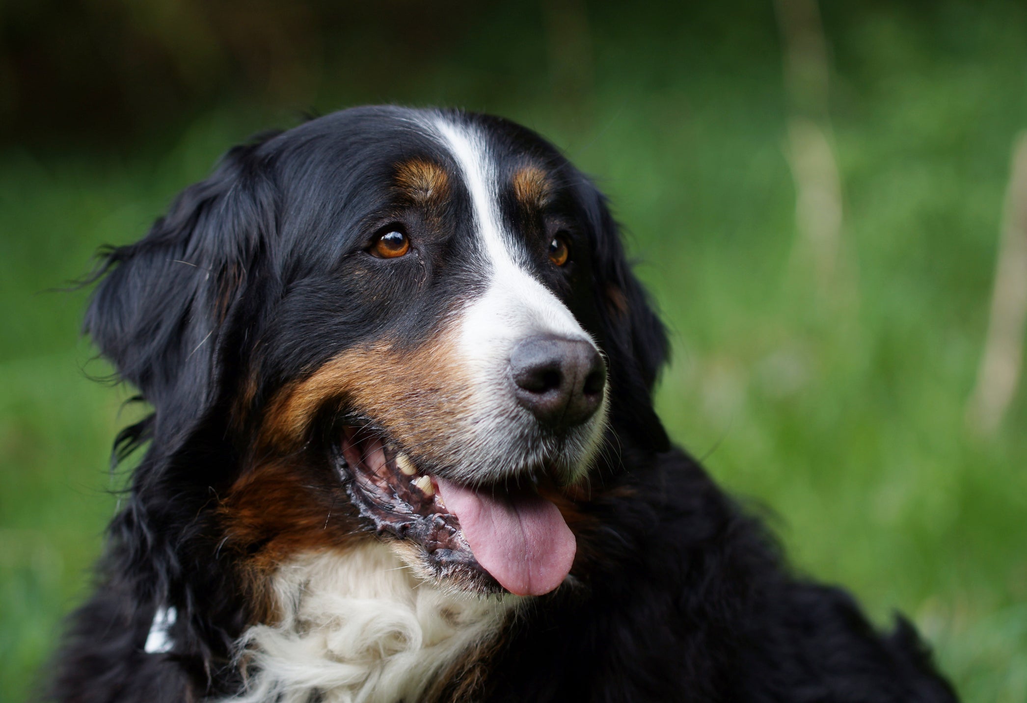 O Boiadeiro de Berna sofre com vários problemas típicos de cachorro grande, como a displasia coxofemoral