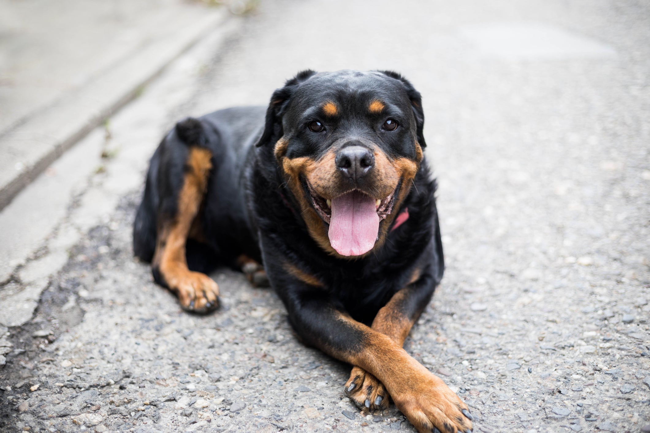 Apesar da cara de bravo, o Rottweiler é uma das raças de cachorro mais companheiras