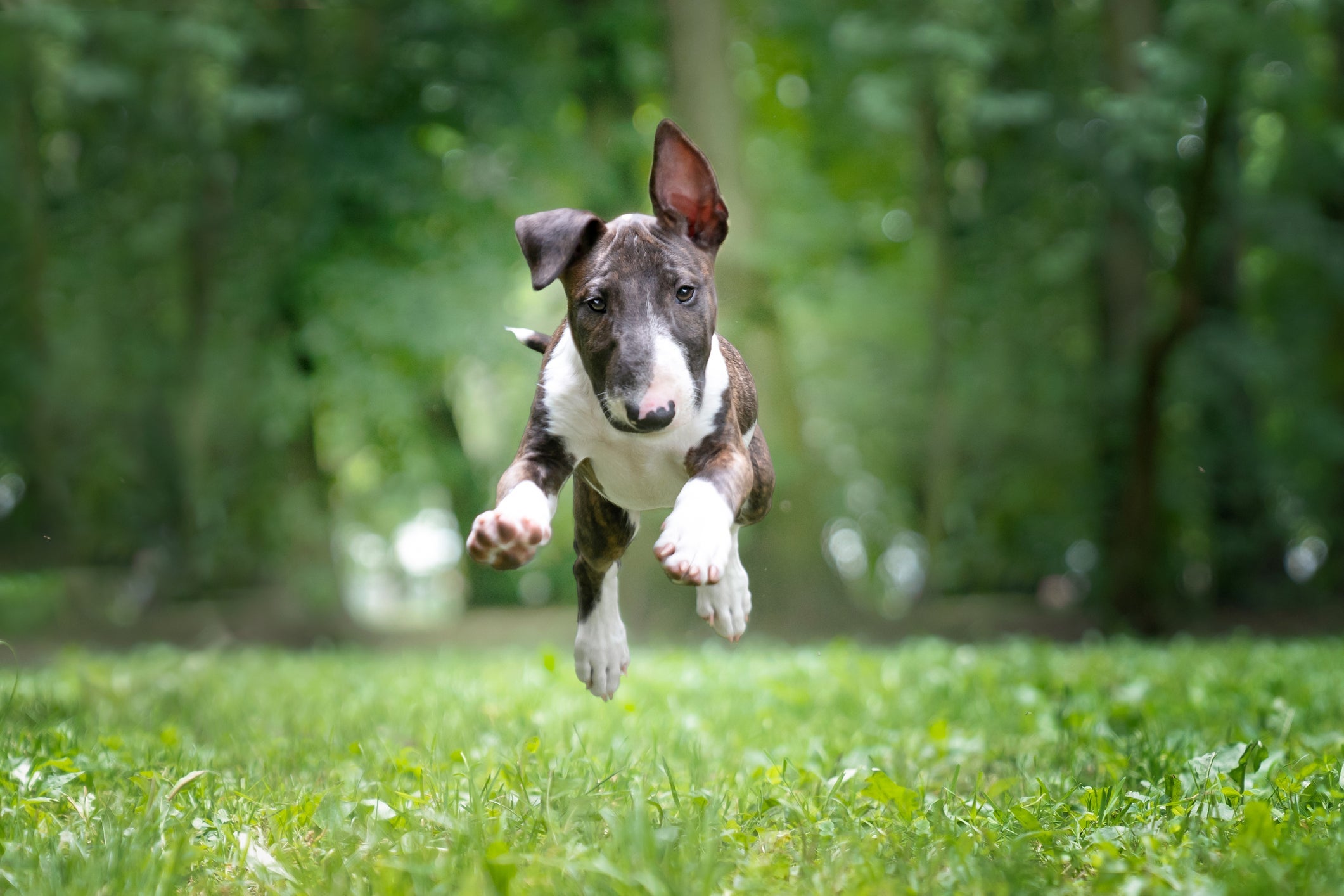O Bull Terrier é uma das raças de cachorro mais leais