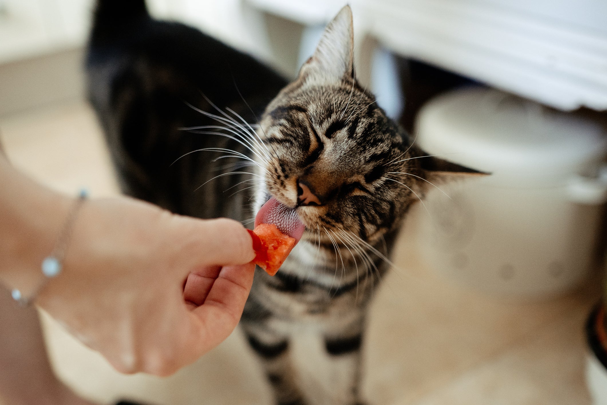 Para refrescar o gato com calor, as frutas são aliadas
