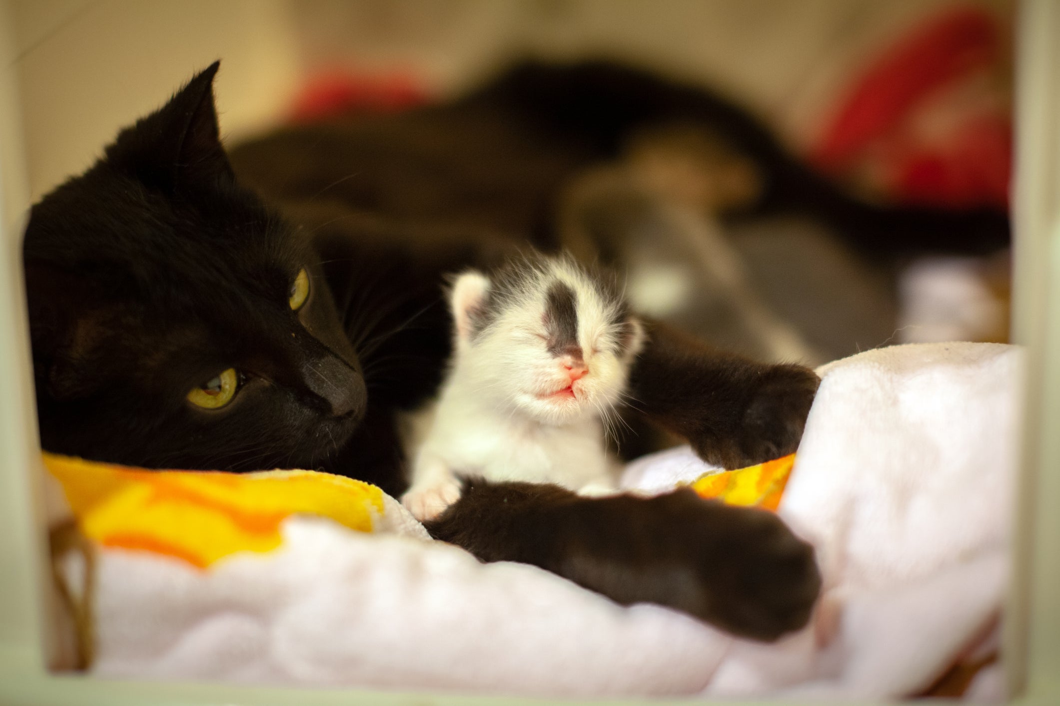 O filhote de gato só pode ser separado da ninhada após 60 dias de vida
